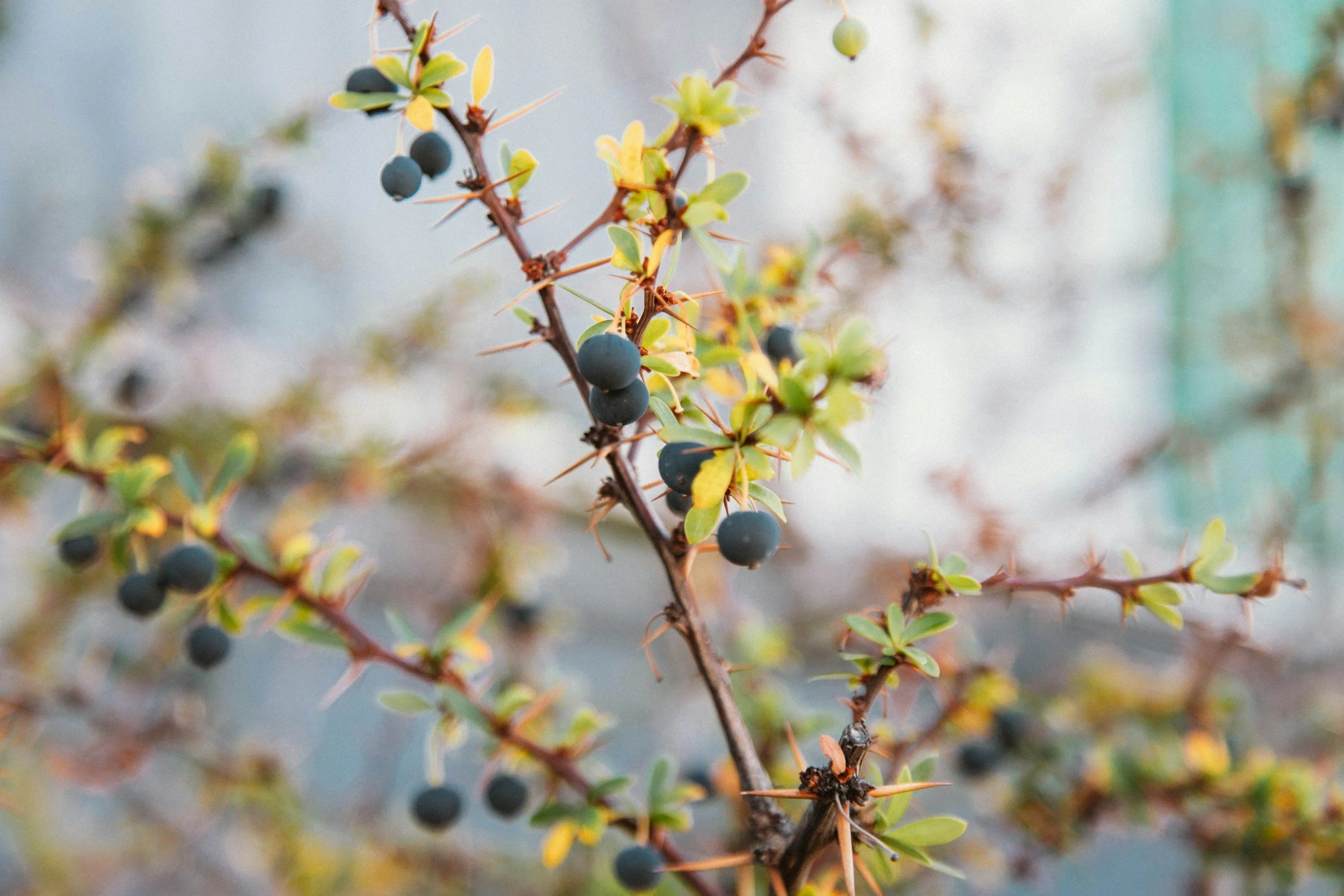 Native Plants That Thrive in Ohio Backyards