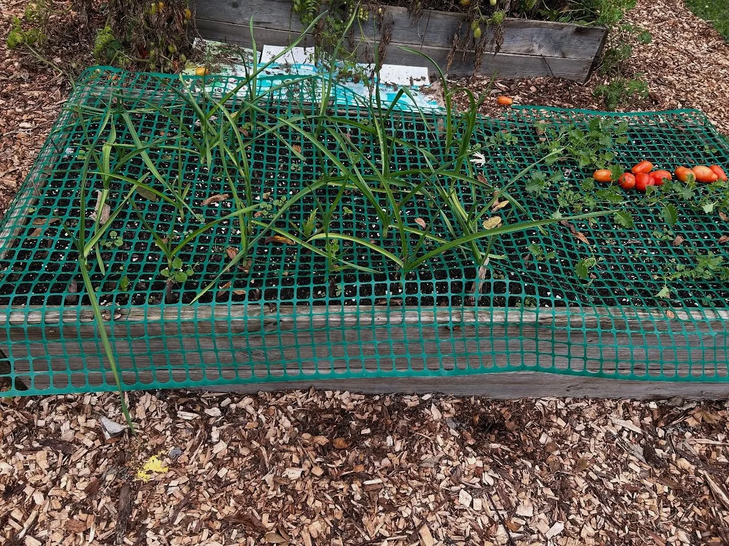 25
&nbsp;
Growing Garlic &ndash; 
Hello Backyard Enthusiast!
&nbsp;
Thanks for checking out my latest video about how surprisingly easy it is getting garlic planted for a spring harvest. That video was shot 5 weeks ago on Sept 11. 
Fast forward to to