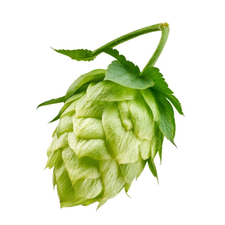 A fresh green hop cone with leaves and a stem.