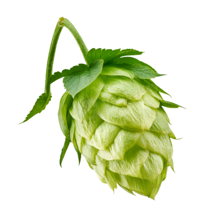 Close-up of a green hop cone with leaves and a stem