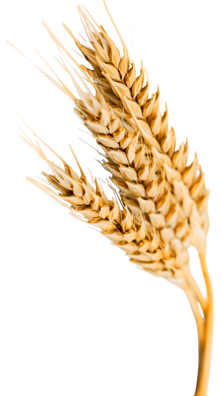 Close-up of two golden wheat stalks against a transparent background.