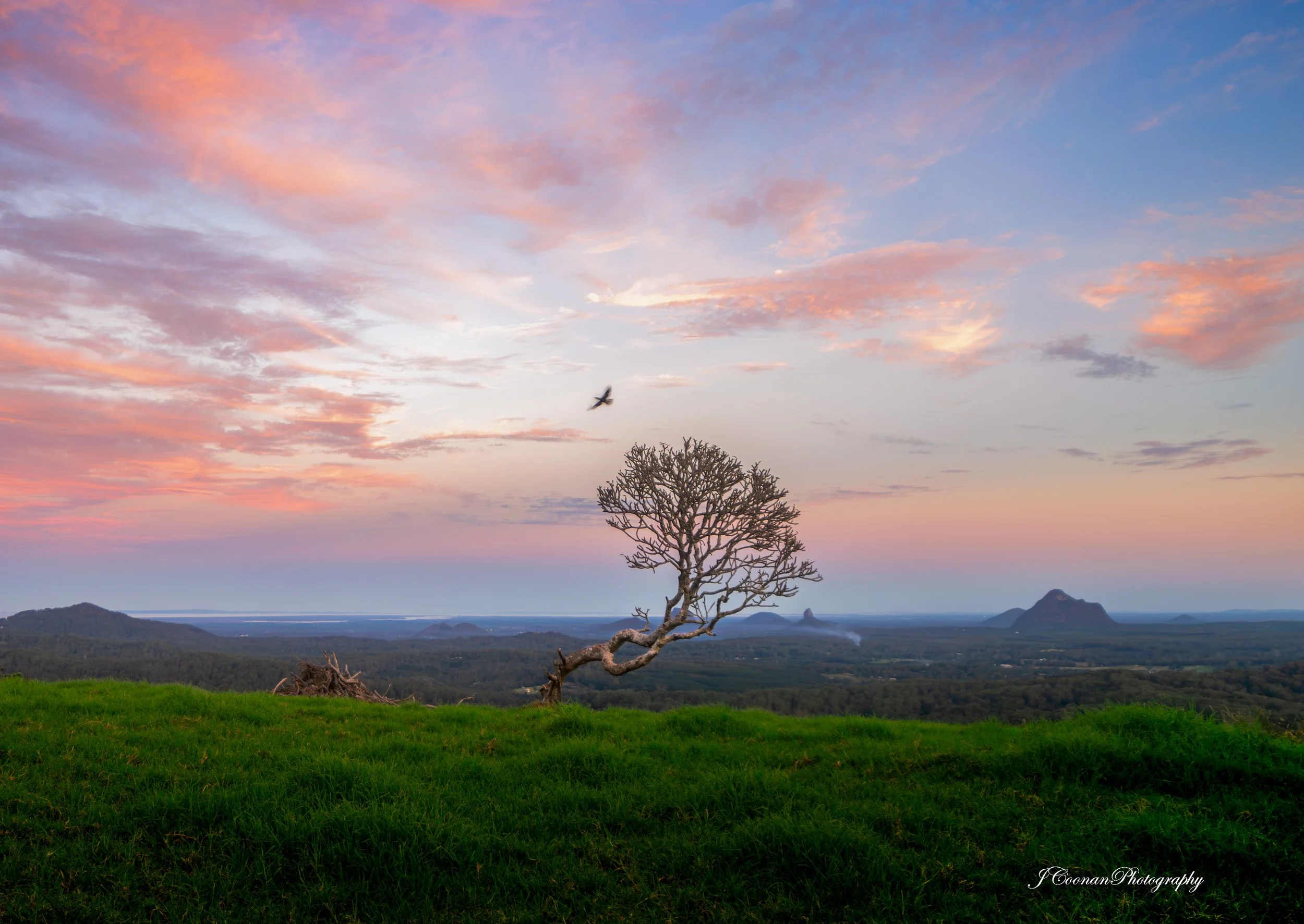 Maleny Scraggle Tree.jpg