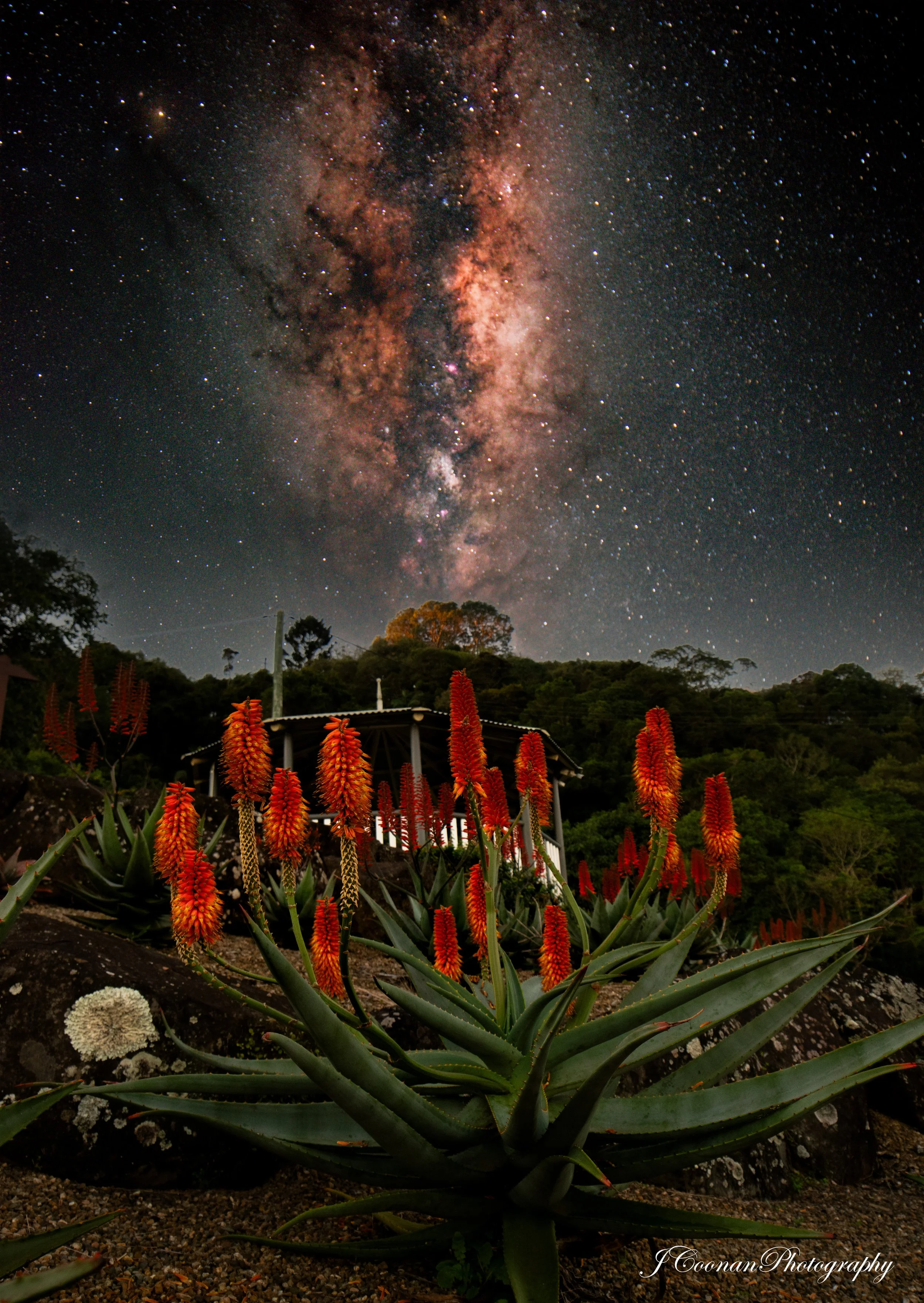 Orange Succulent Maleny Botanic Gardens.jpg