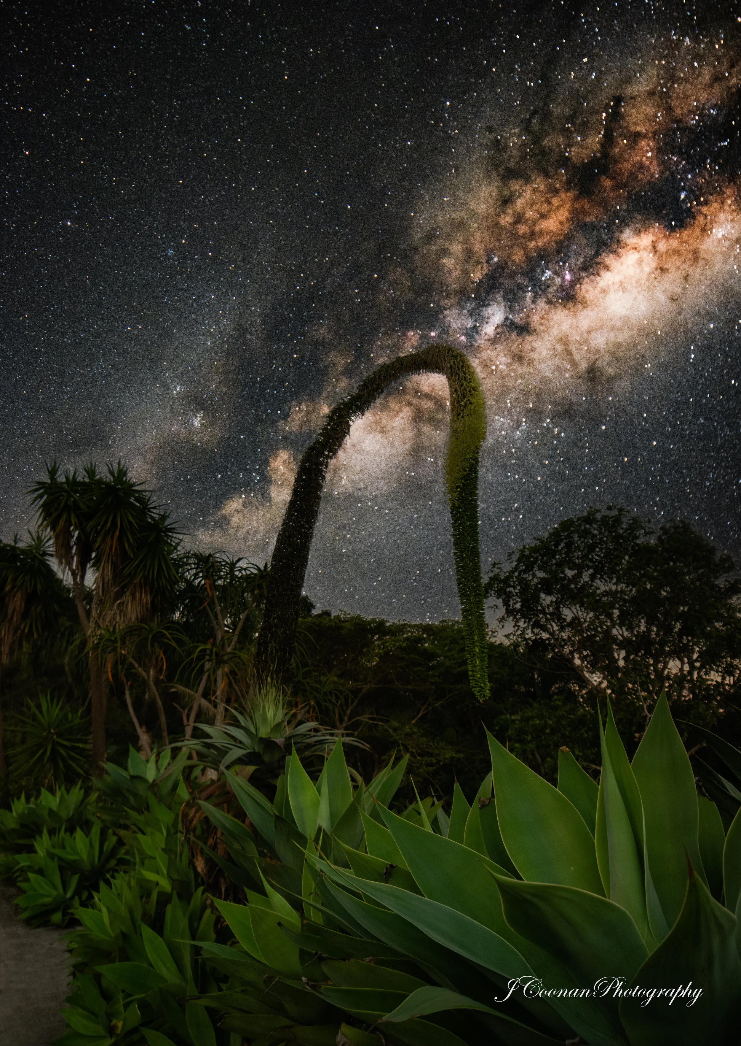 Bendy Plant - Maleny Botanic Gardens