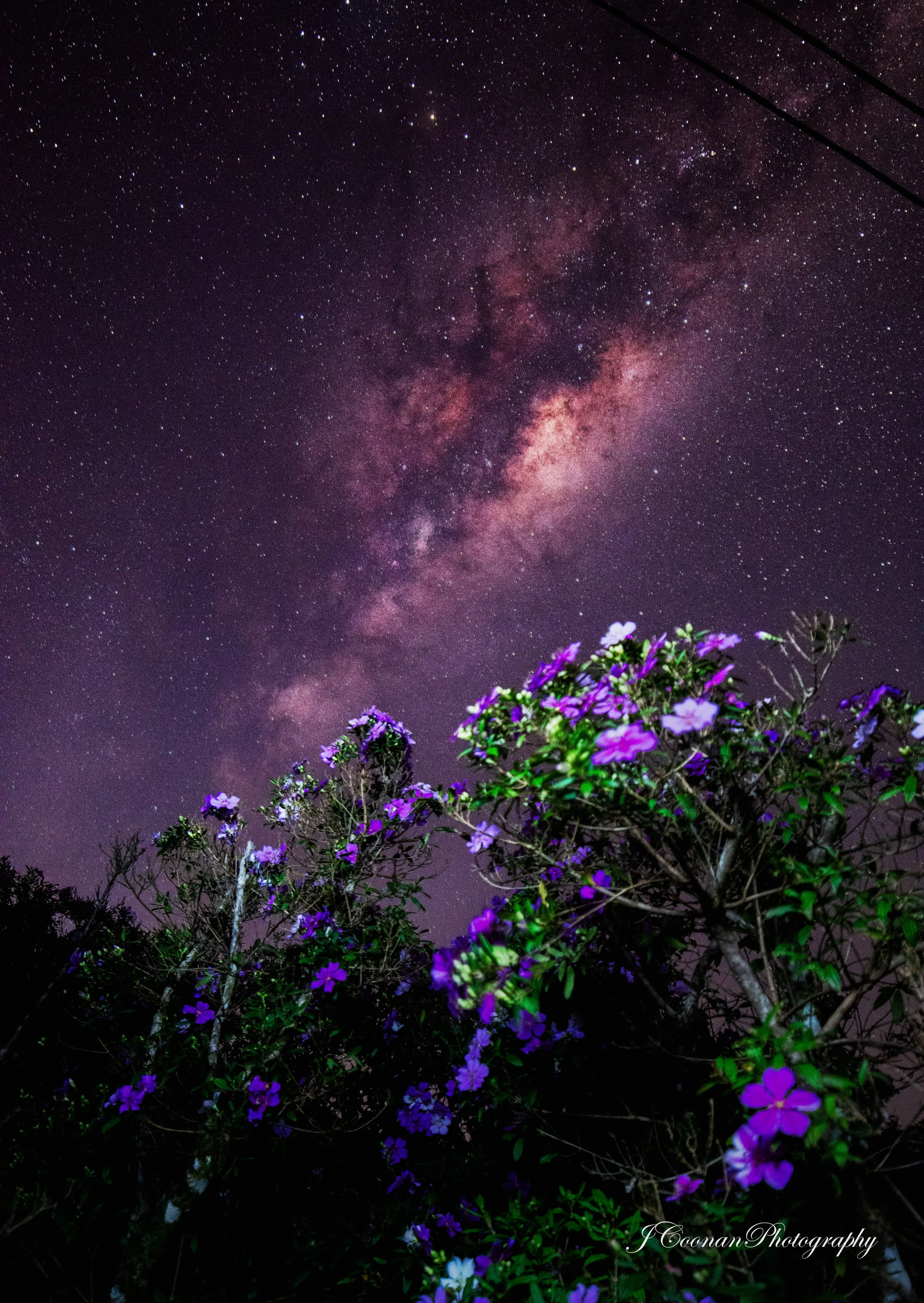 Purple Flowers Maleny Botanic Gardens.jpg