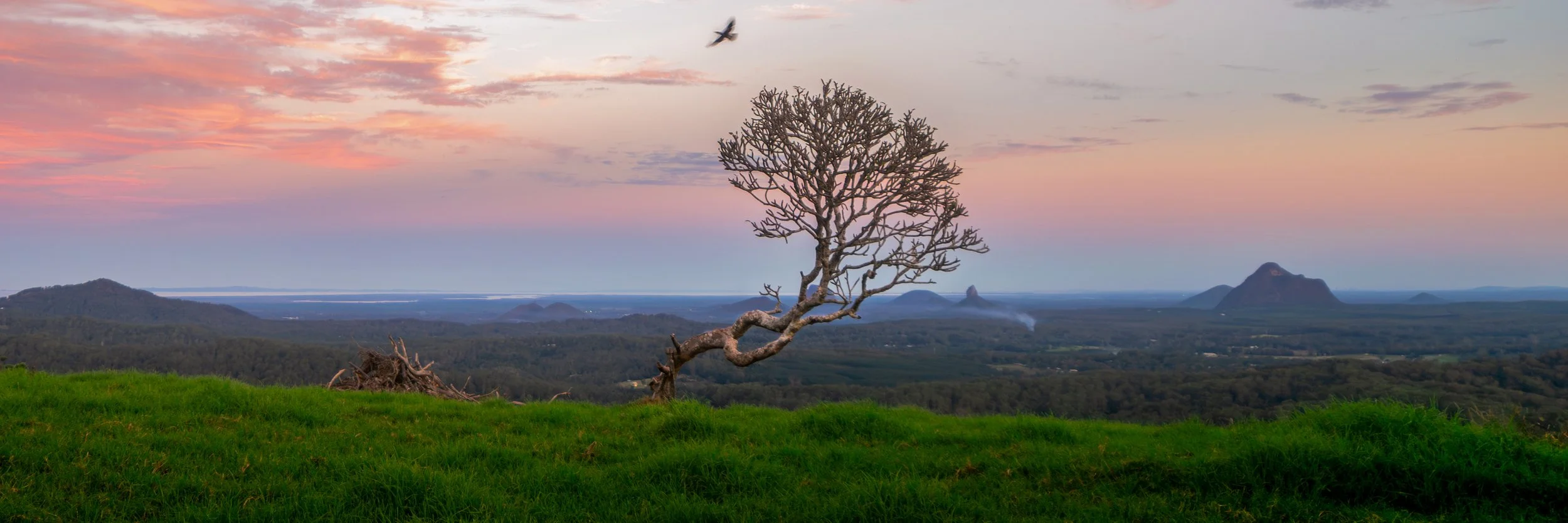 A lone, crooked tree on a grassy hill with a scenic landscape of mountains and a colorful sky with clouds at sunset, and a bird flying above.