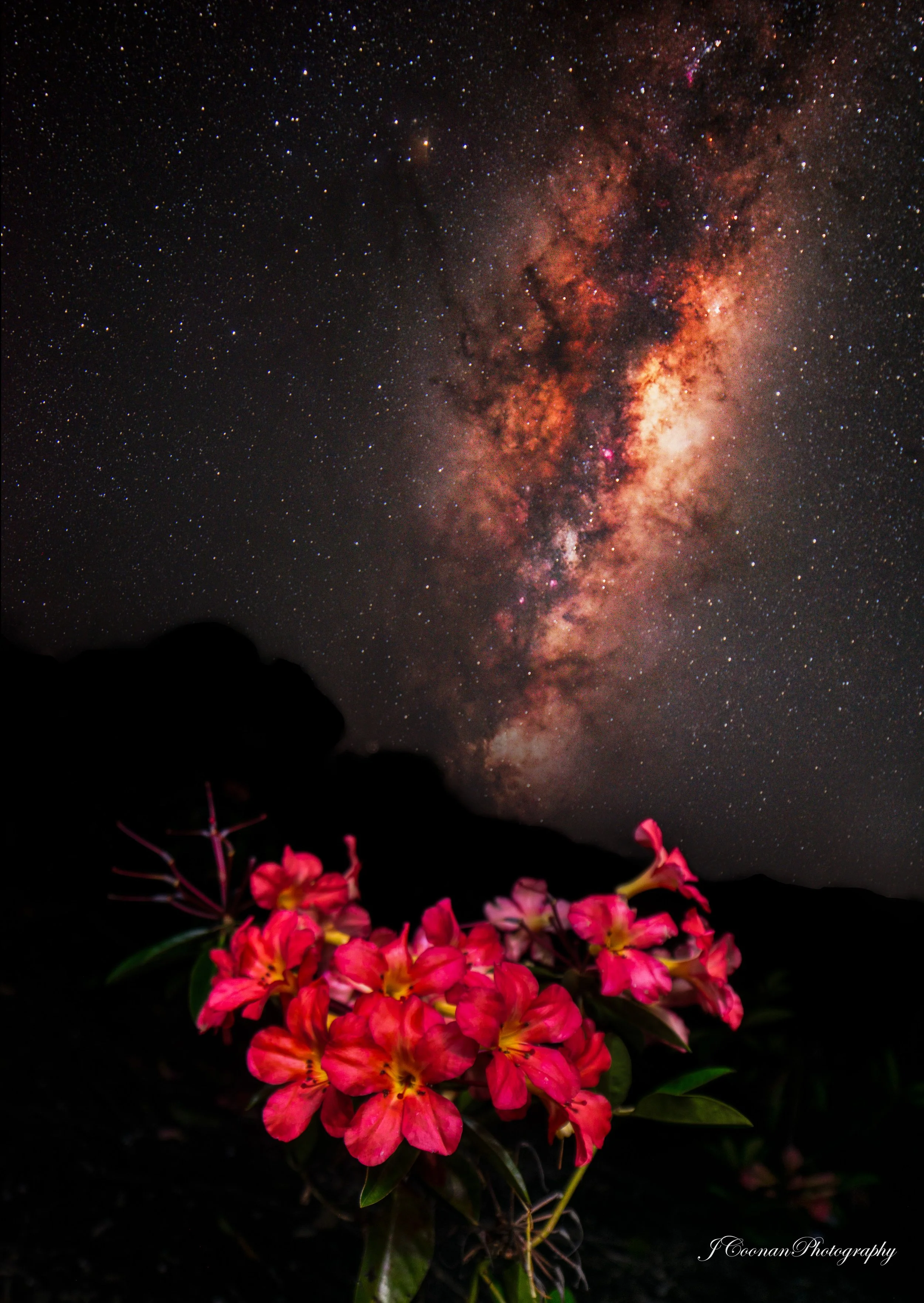 Pink Flowers.jpg