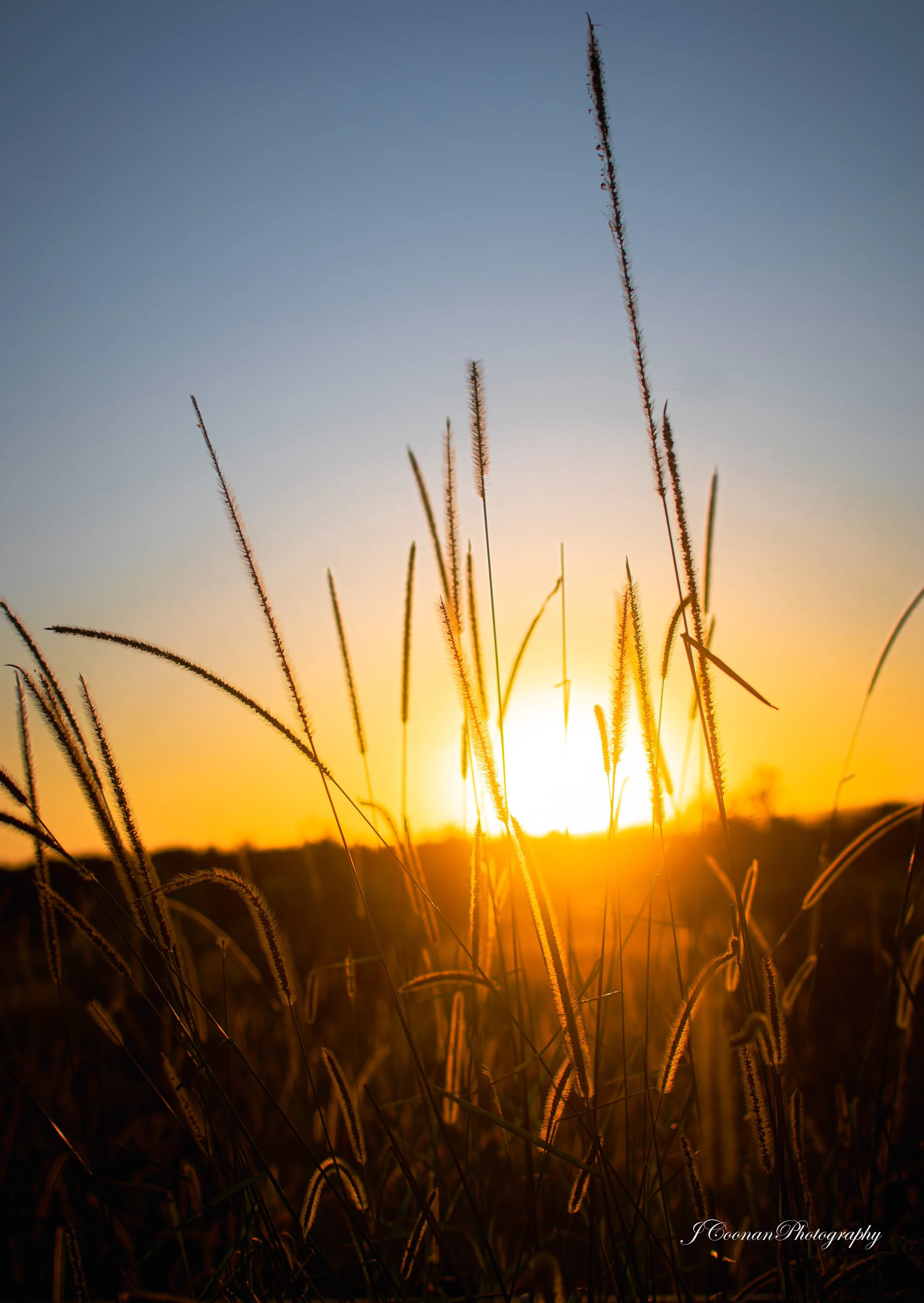 Field of Longrass and Sunset.jpg
