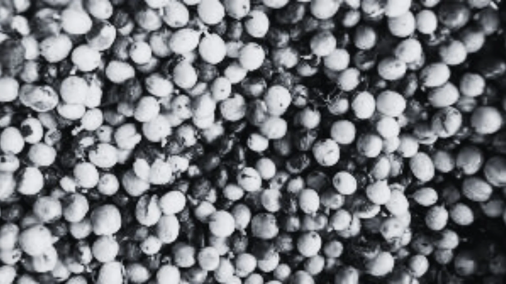 Ochratoxin A: The Complete Guide to Symptoms, Sources, Detox &amp; Recovery