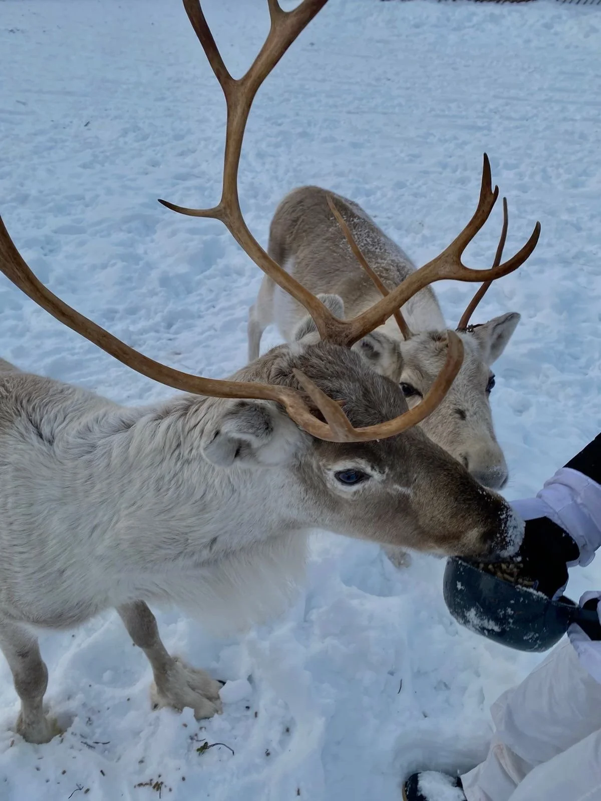 Three reindeer standing in snow, one is biting a person's gloved hand holding a black bowl.