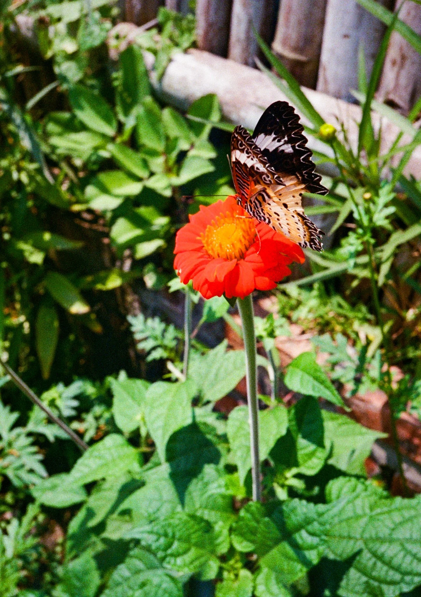 Butterfly on a red flower in a garden with green foliage.