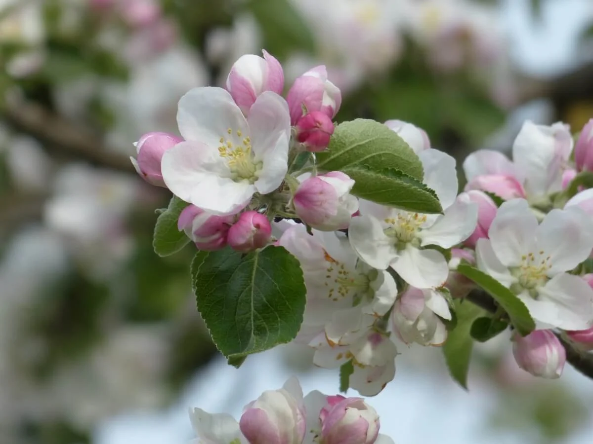 Apple blossom close up