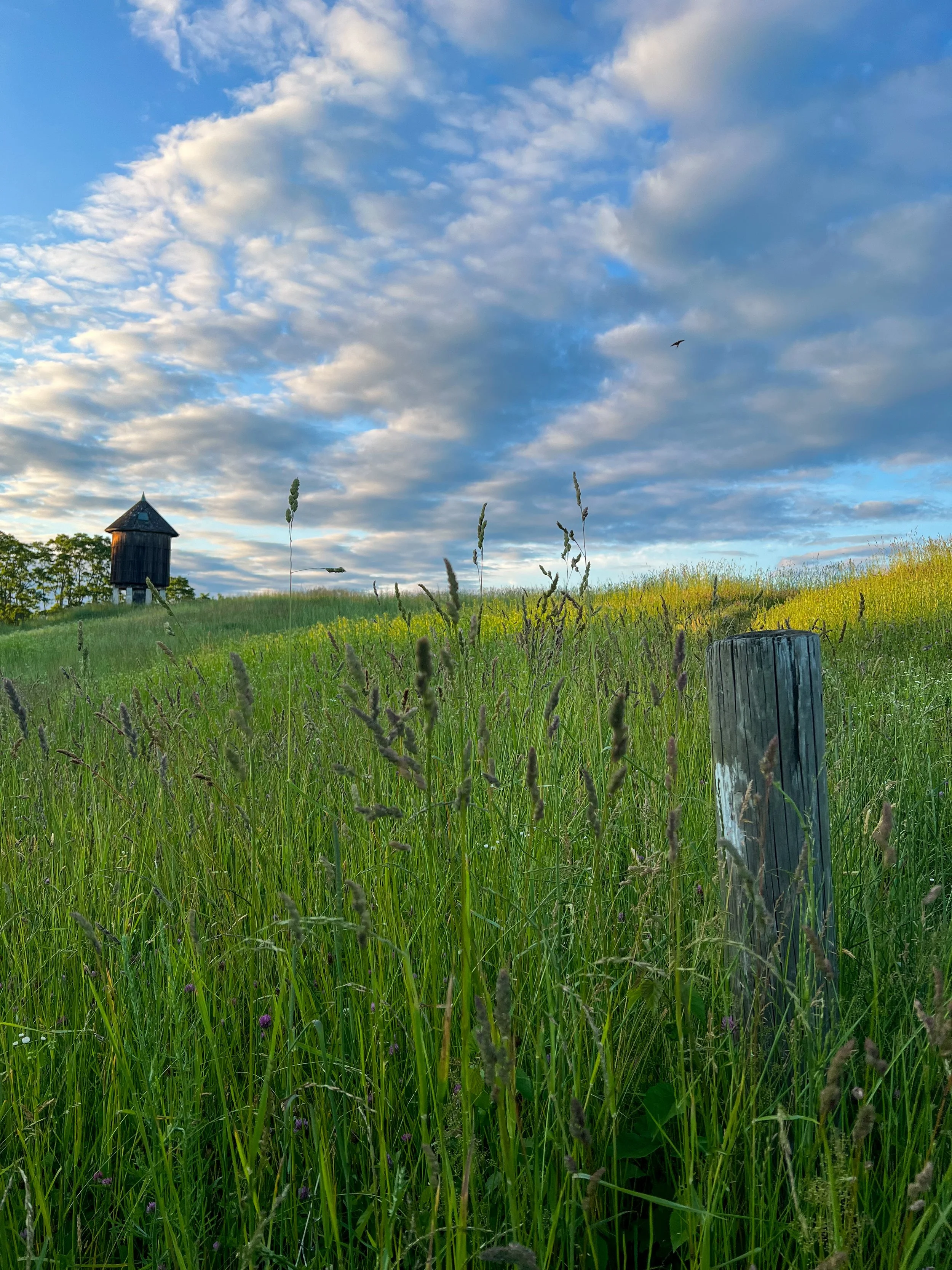 IMG_6216.jpeg