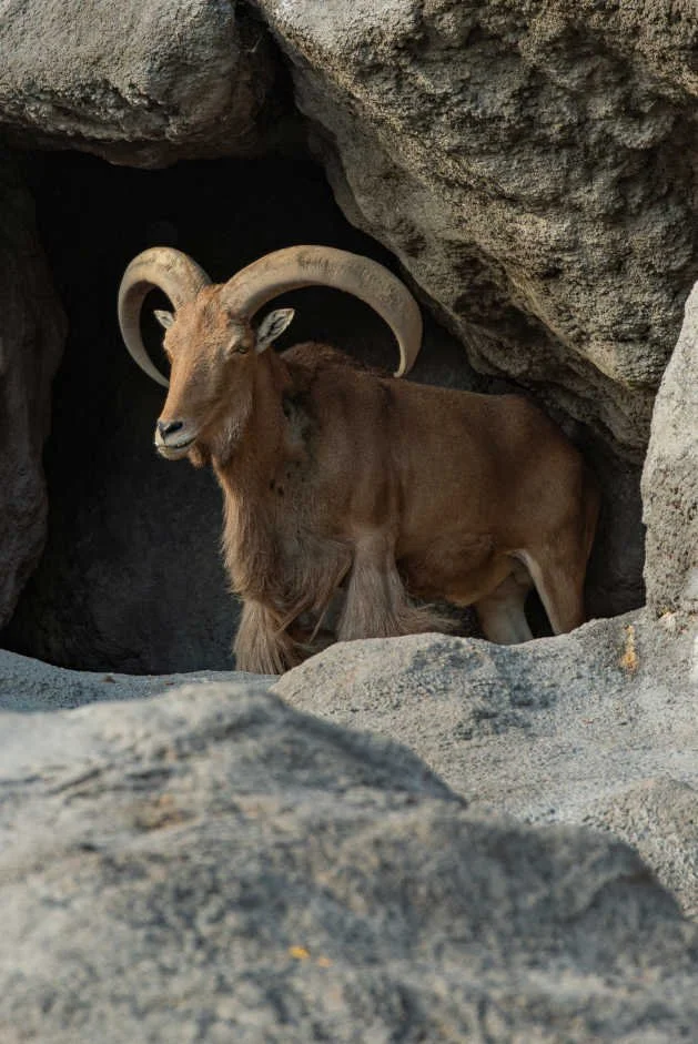 How not to just ‘Free Solo’ overcoming your Fears