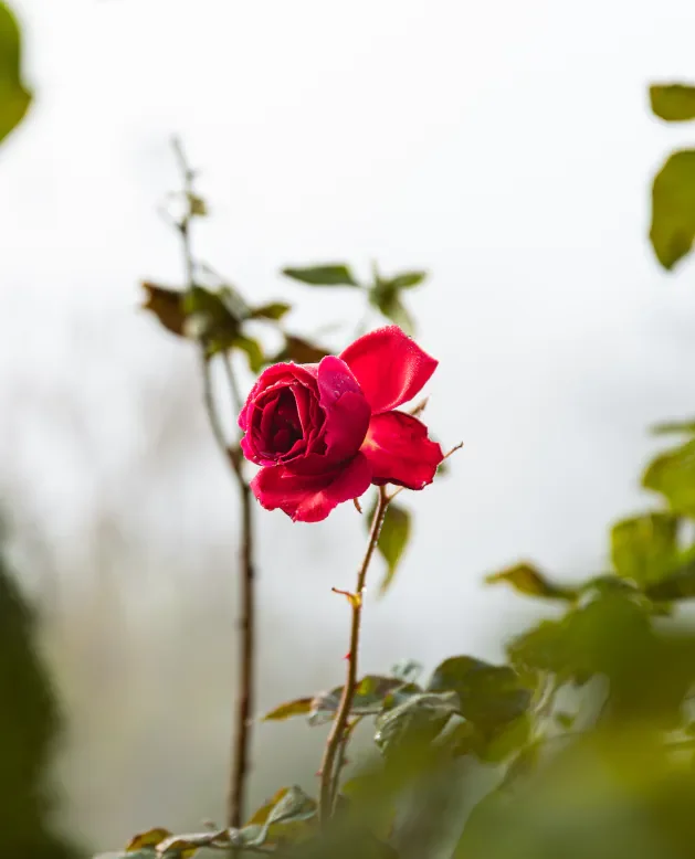 Are you allowed to progress slower?