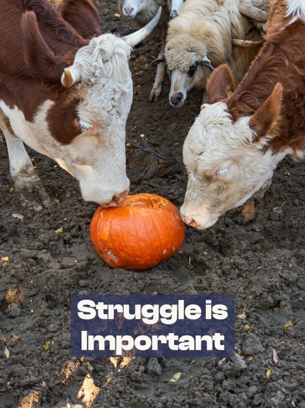 The Importance of Struggle