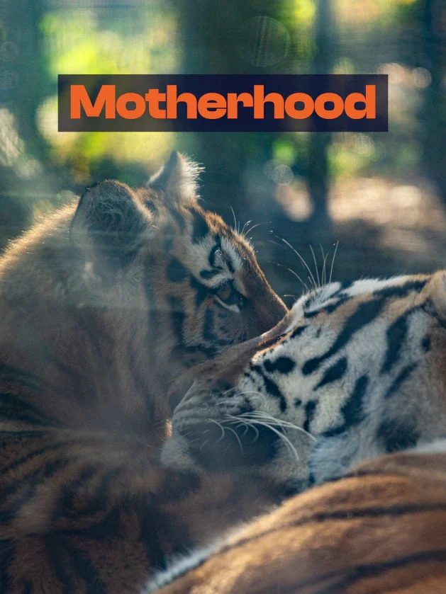 No One Born Ready: Underappreciated Virtues of Motherhood