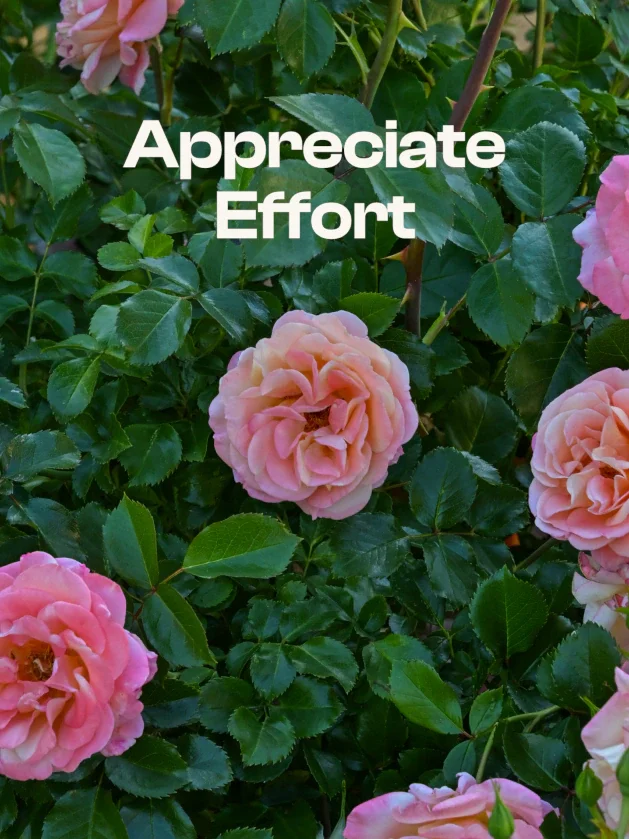Appreciate Effort Before It Eludes