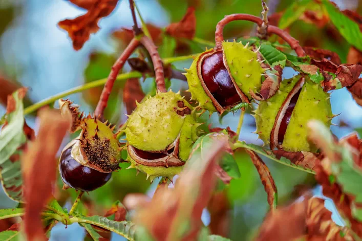 Close-up of spiky green husks splitting open to reveal shiny brown chestnuts hanging from a tree branch, surrounded by curled brown leaves, evoking a sense of fear with their sharp, thorn-like texture.