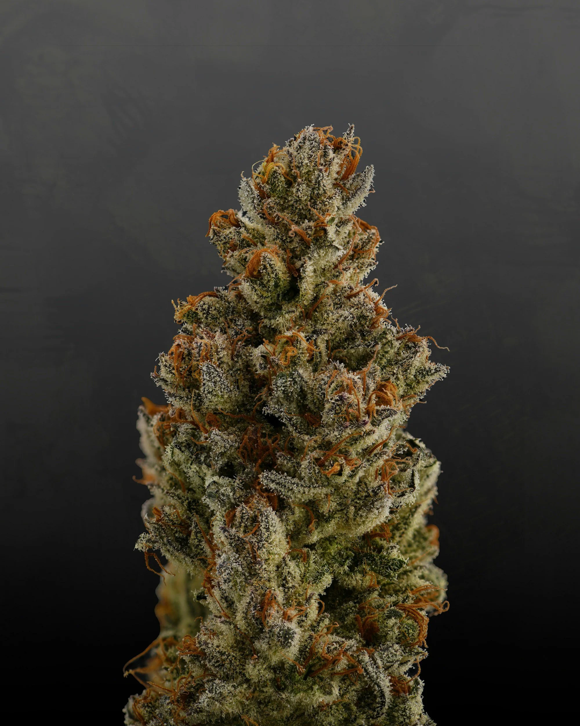Close-up of cannabis buds on a dark background.