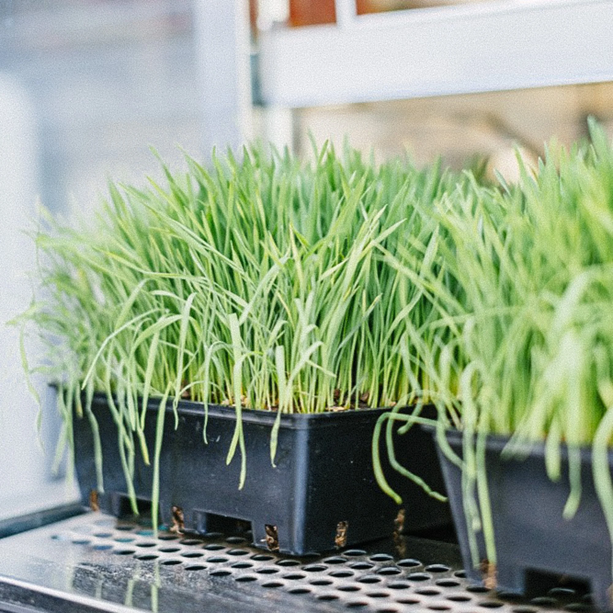 Green seedlings growing in a black plastic tray on a metal surface.