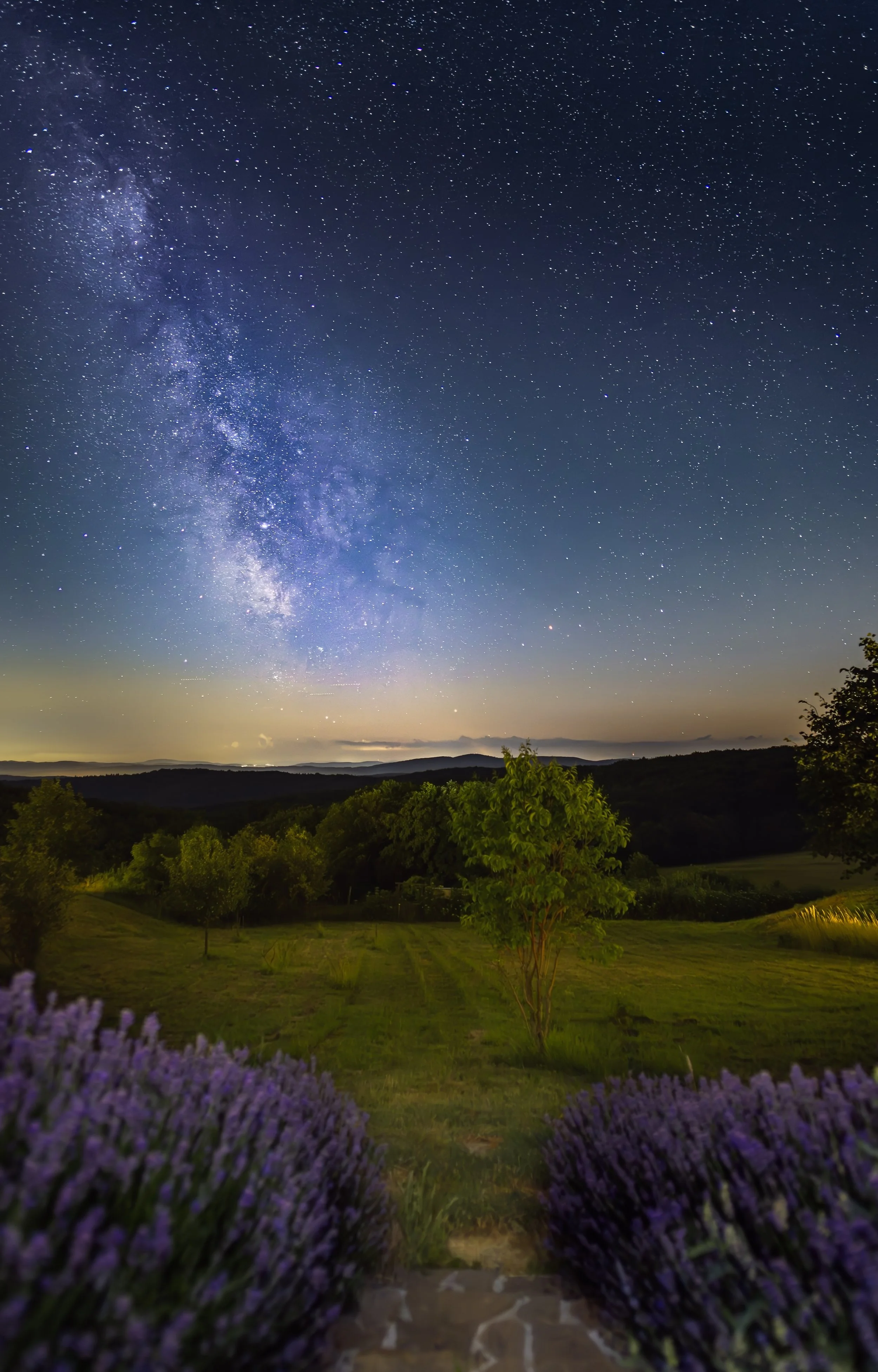 Der nächtliche Himmel ist voller Sterne und der Milchstraße über einer ländlichen Landschaft mit Bäumen und lavendelfarbenen Blumen im Vordergrund.