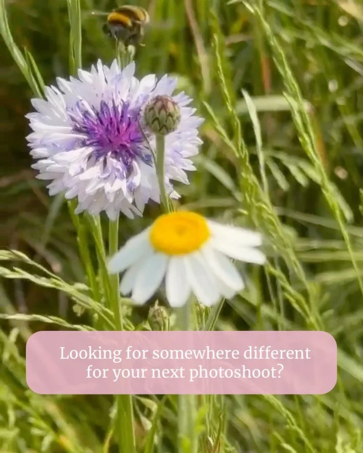 Photographers 📸

If you&rsquo;re looking for a beautiful outdoor location for your next shoot, our wildflower meadow near Kidlington, Oxfordshire is now available for location hire.

With colourful seasonal wildflowers, open countryside views and pl