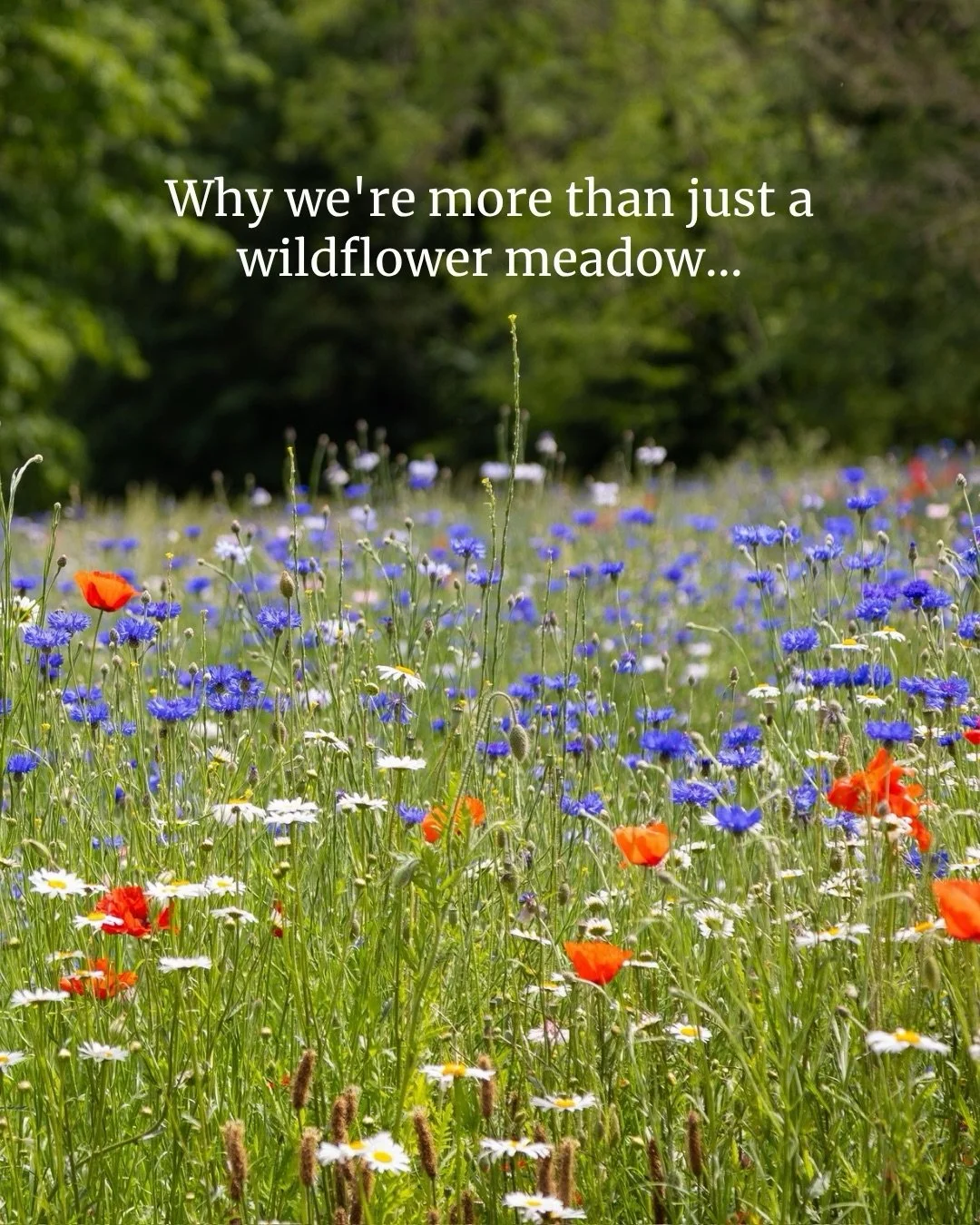 There&rsquo;s lots happening behind the scenes at Manor Hive right now.

From photography opportunities in the meadow to exciting new experiences amongst the wildflowers, we&rsquo;re busy bringing new ideas to life.

Our website will be launching soo