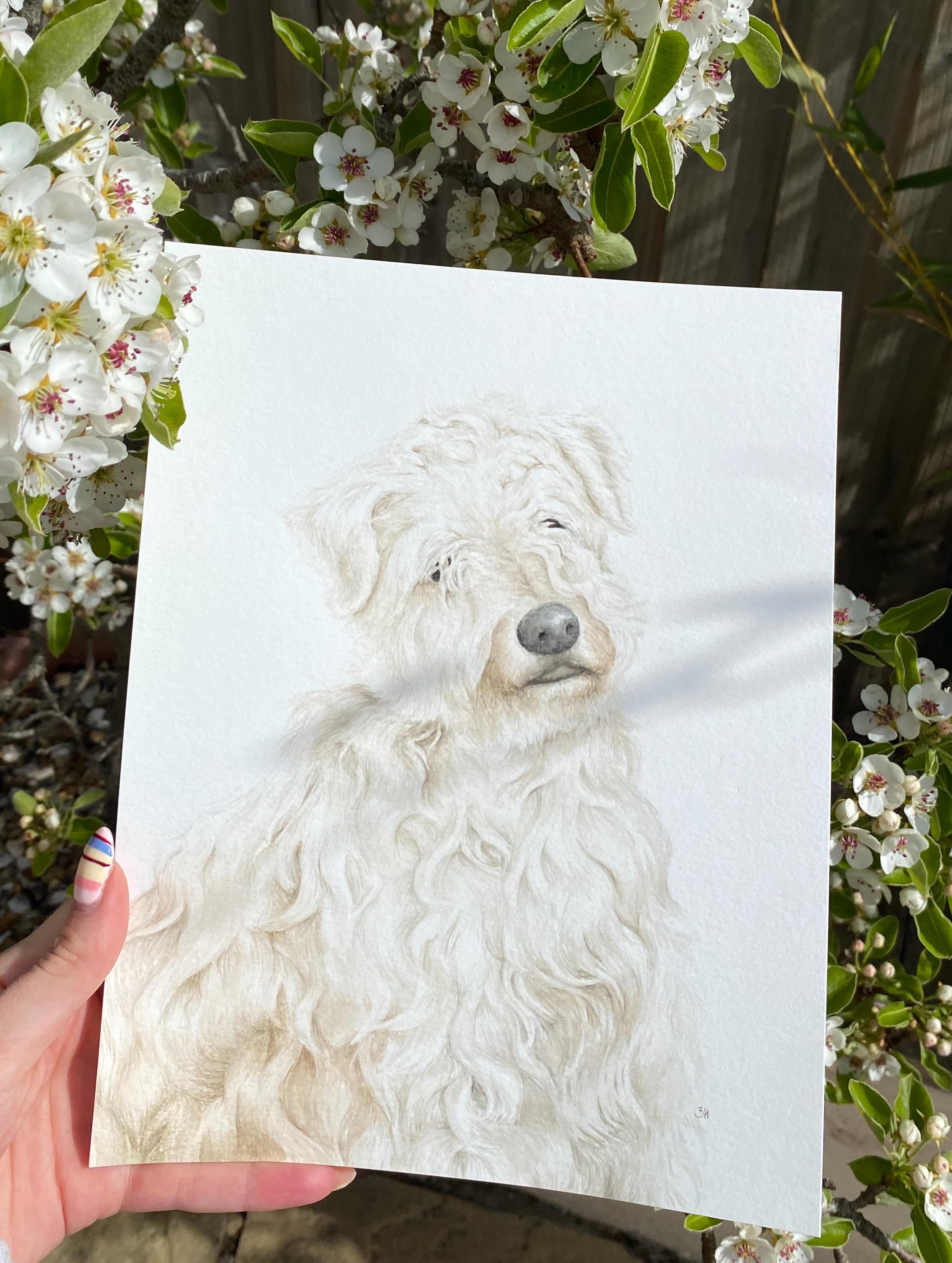 This is Sydney who I painted almost a month ago now and I still love him! He is such a gorgeous dog and an honour to paint him for his owner! 

If you would like a painting of your pet or one as a gift, please get in contact through the form on my we