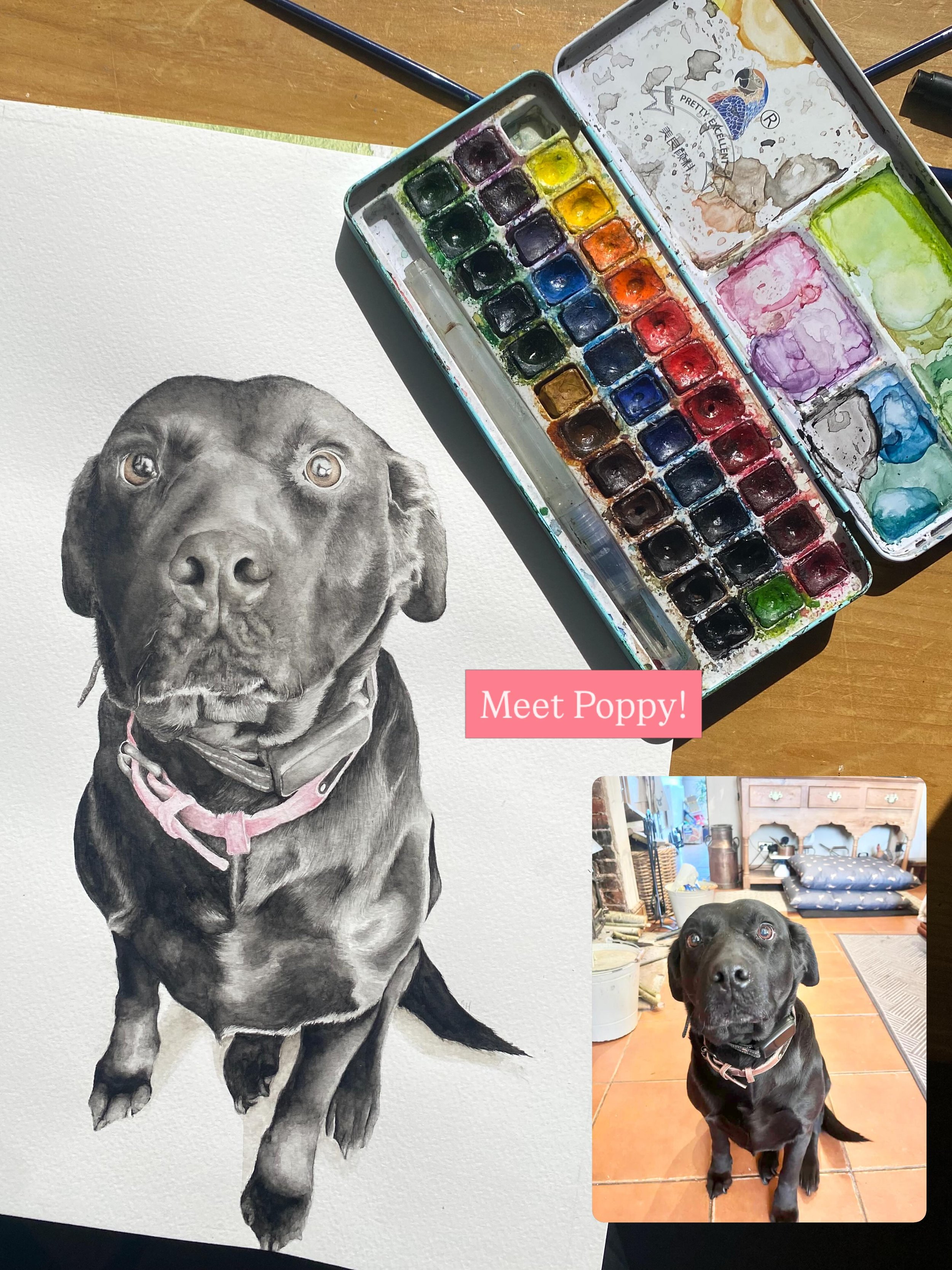 Gorgeous Poppy! I love it when I am able to paint their bright eyes clearly, it often reflects their loving owners taking their picture and I think that adds such a lovely personal detail to an already bespoke painting! 

If you are looking to have y