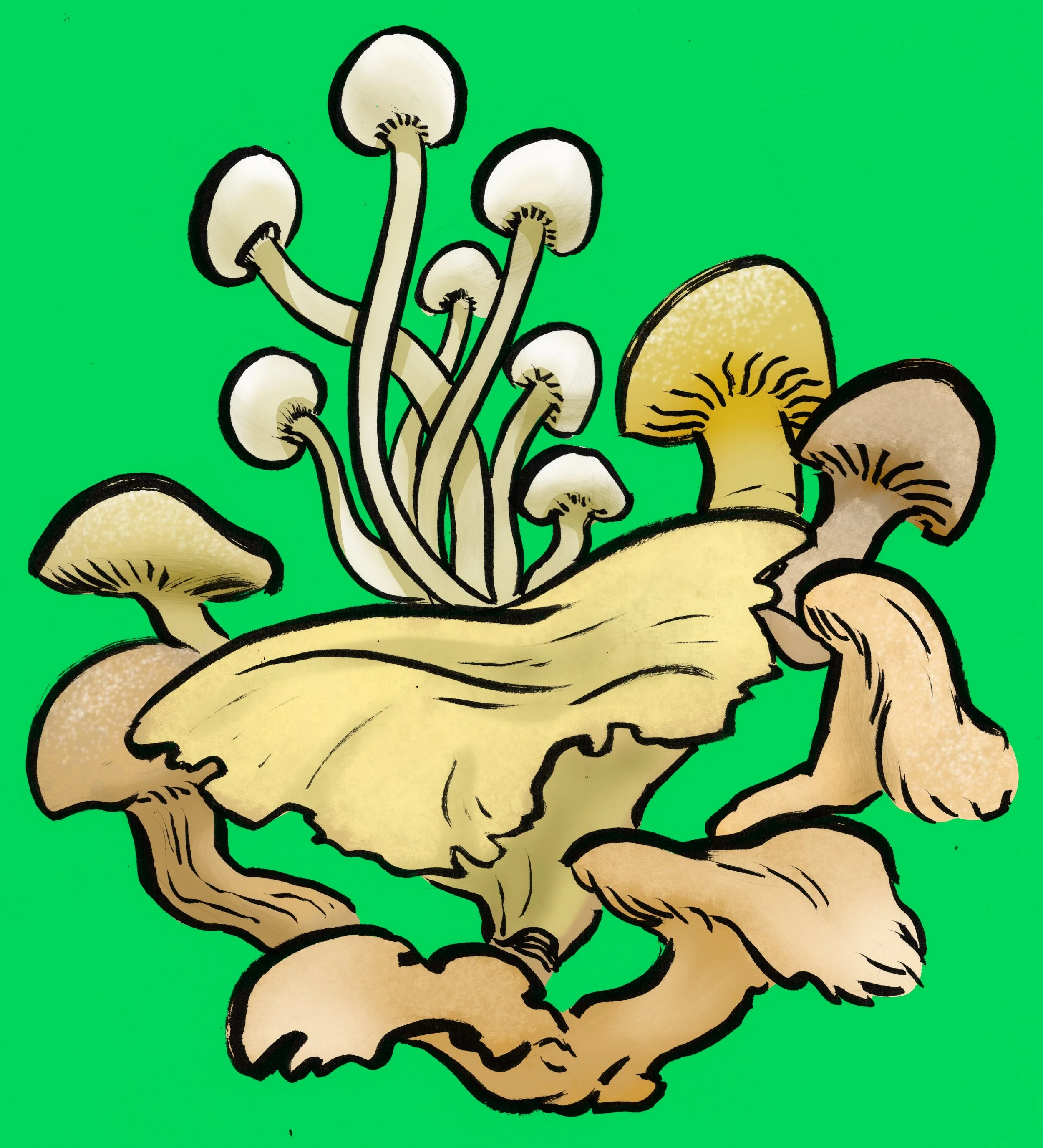 mushrooms.jpg
