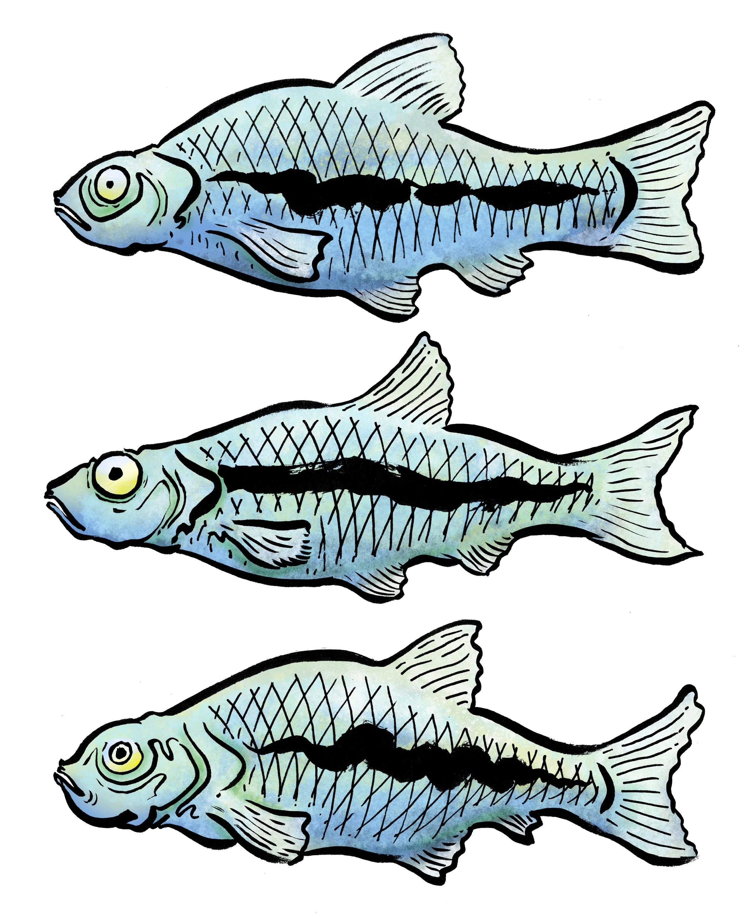 minnows.jpg