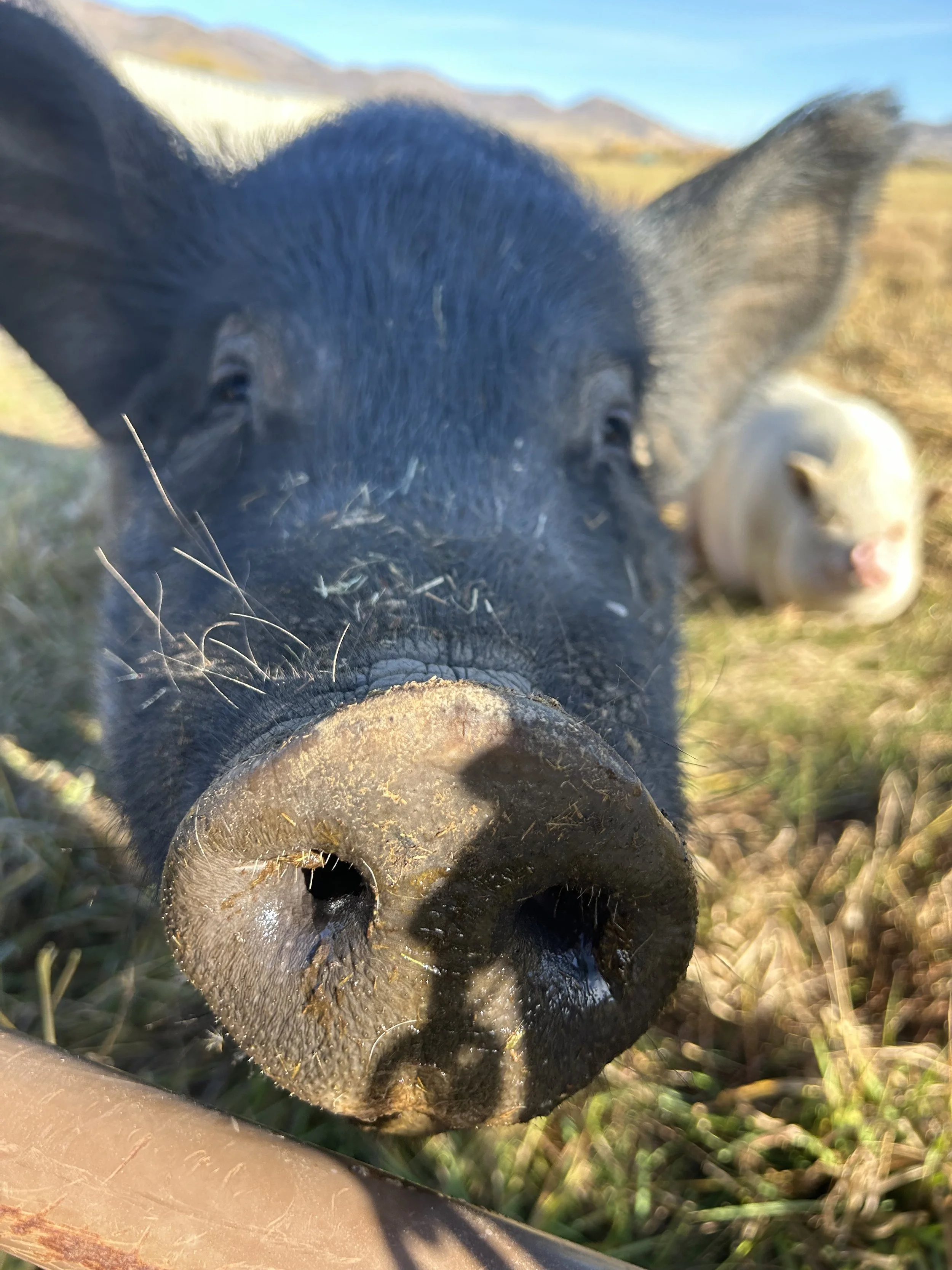 Outdoor wedding ceremony at private venue in Heber Valley Utah
