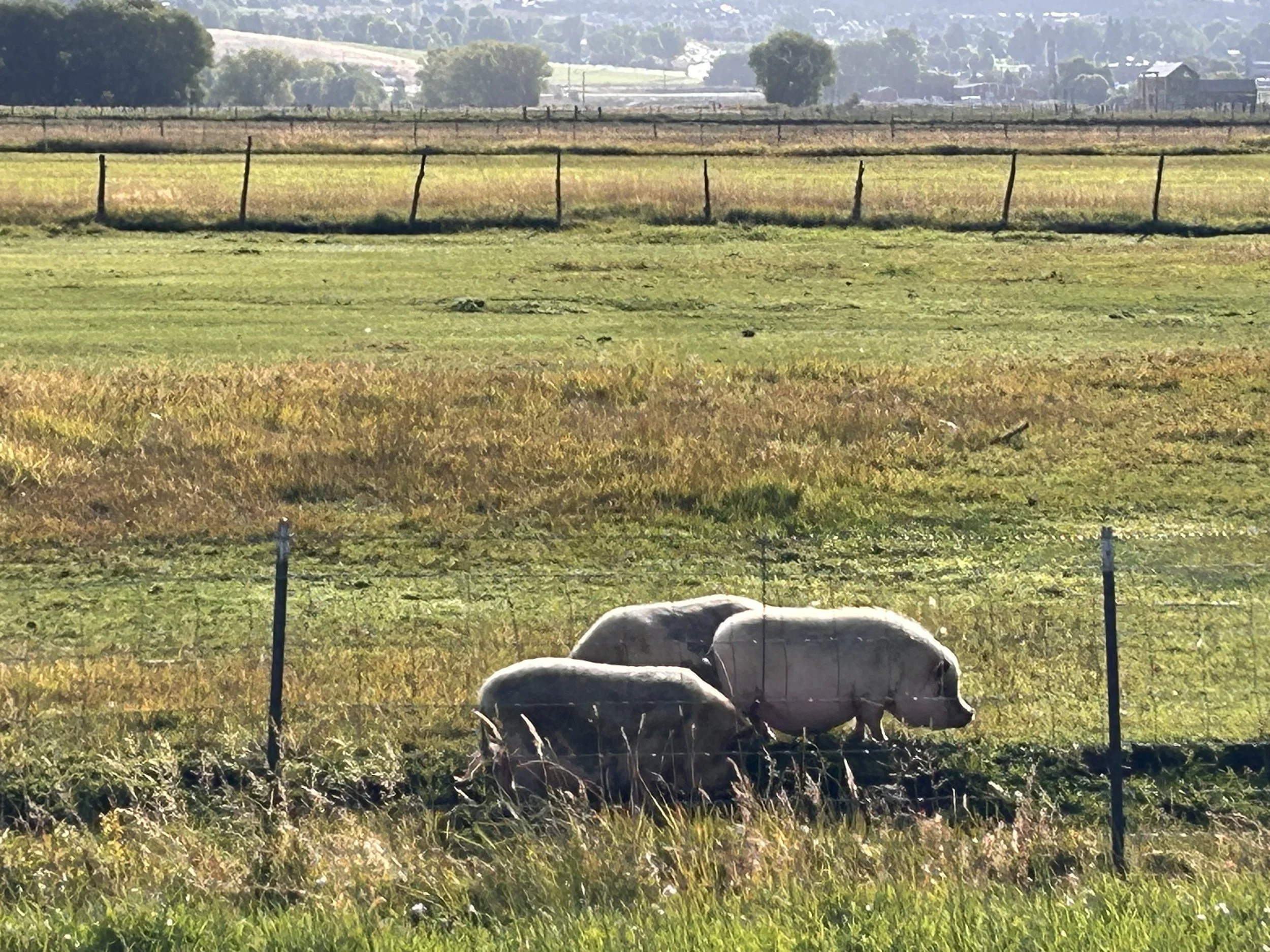 Outdoor wedding ceremony at private venue in Heber Valley Utah