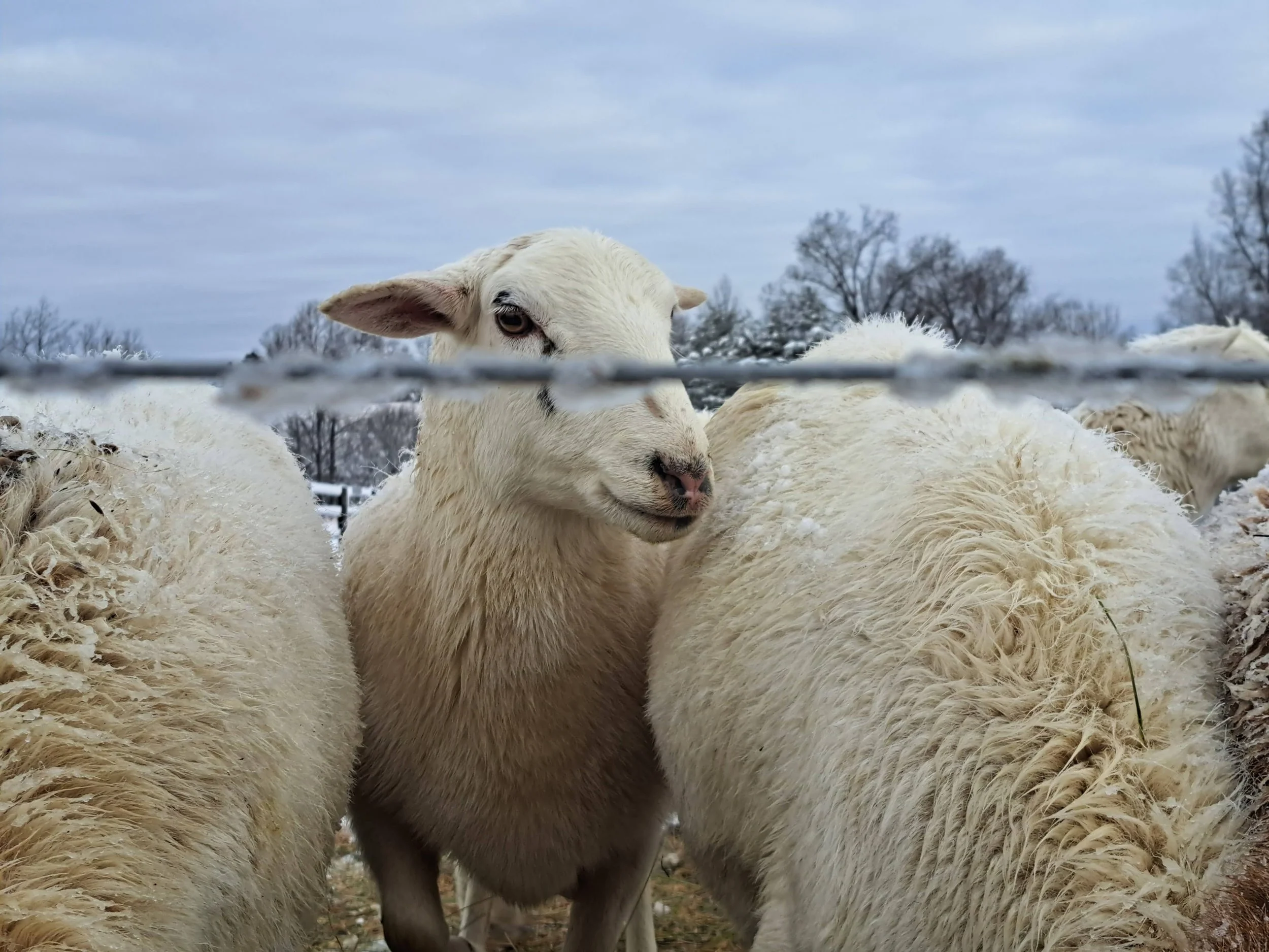 A close-up of a sheep looking through a fence on a cloudy day, surrounded by other sheep with woolly coats and some leafless trees in the background.