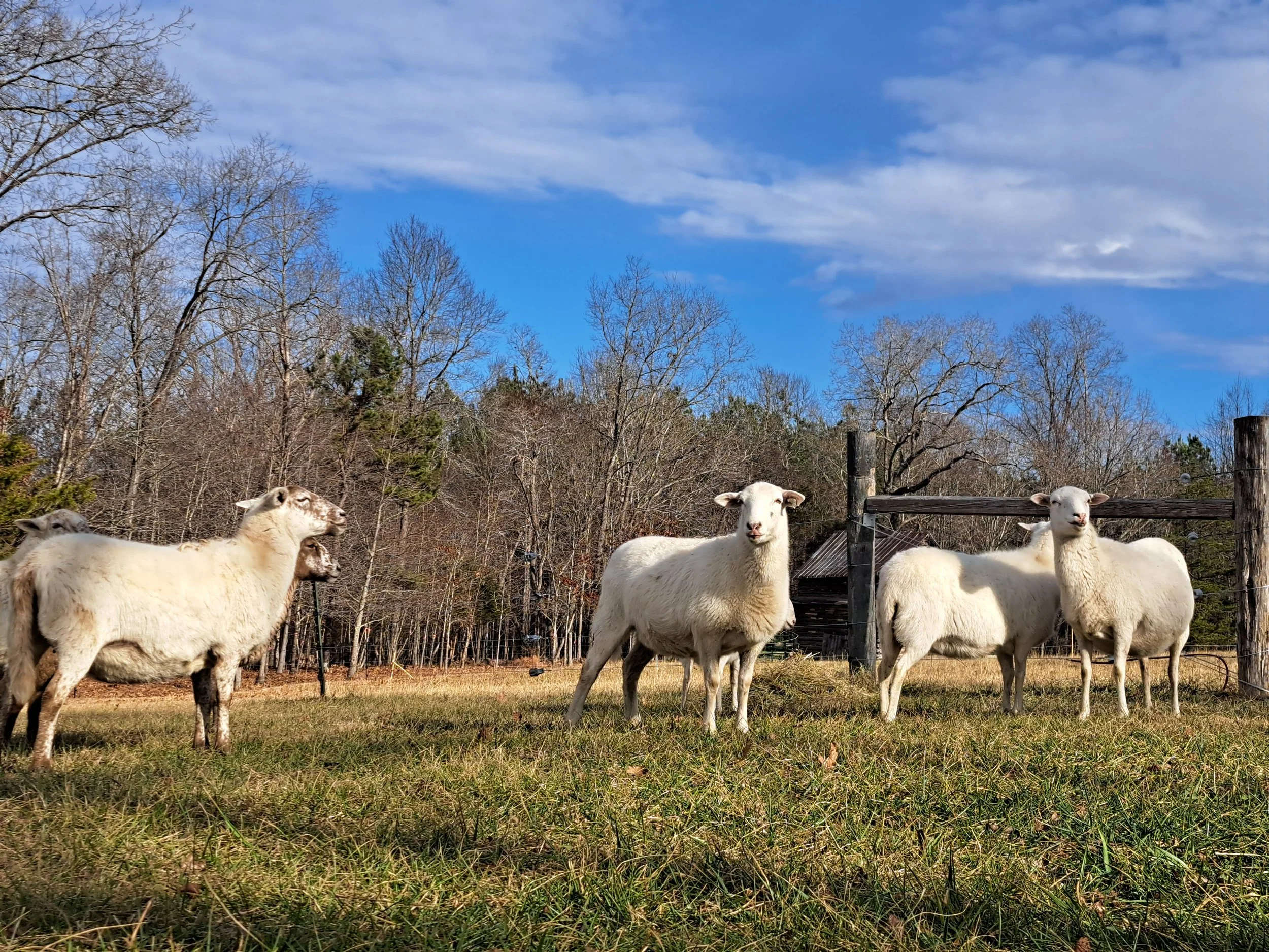 Four sheep in a grassy field with a background of leafless trees and a partly cloudy blue sky.