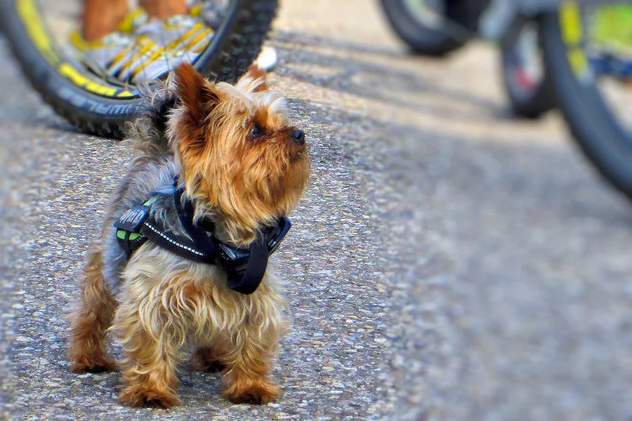 Kleiner Yorkshire Terrier mit Halsband und Leine steht auf einem asphaltierten Weg neben Fahrrädern.