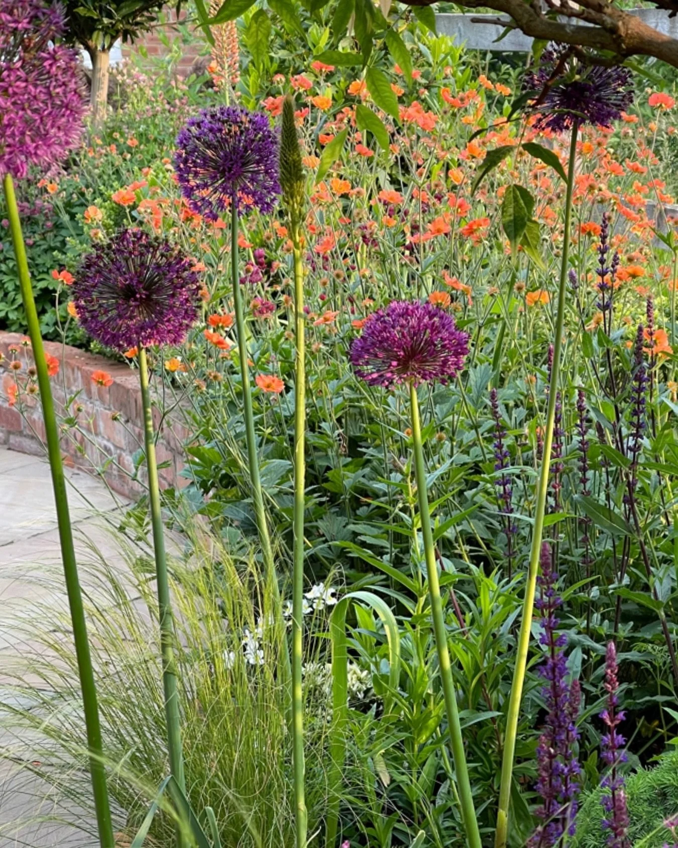 Spring planning starts now.

Autumn is the perfect time to plan next year&rsquo;s planting. Cooler soil and consistent moisture help new plants settle before winter, ready to thrive once the weather warms.

Here, bold Allium &lsquo;Purple Sensation&r