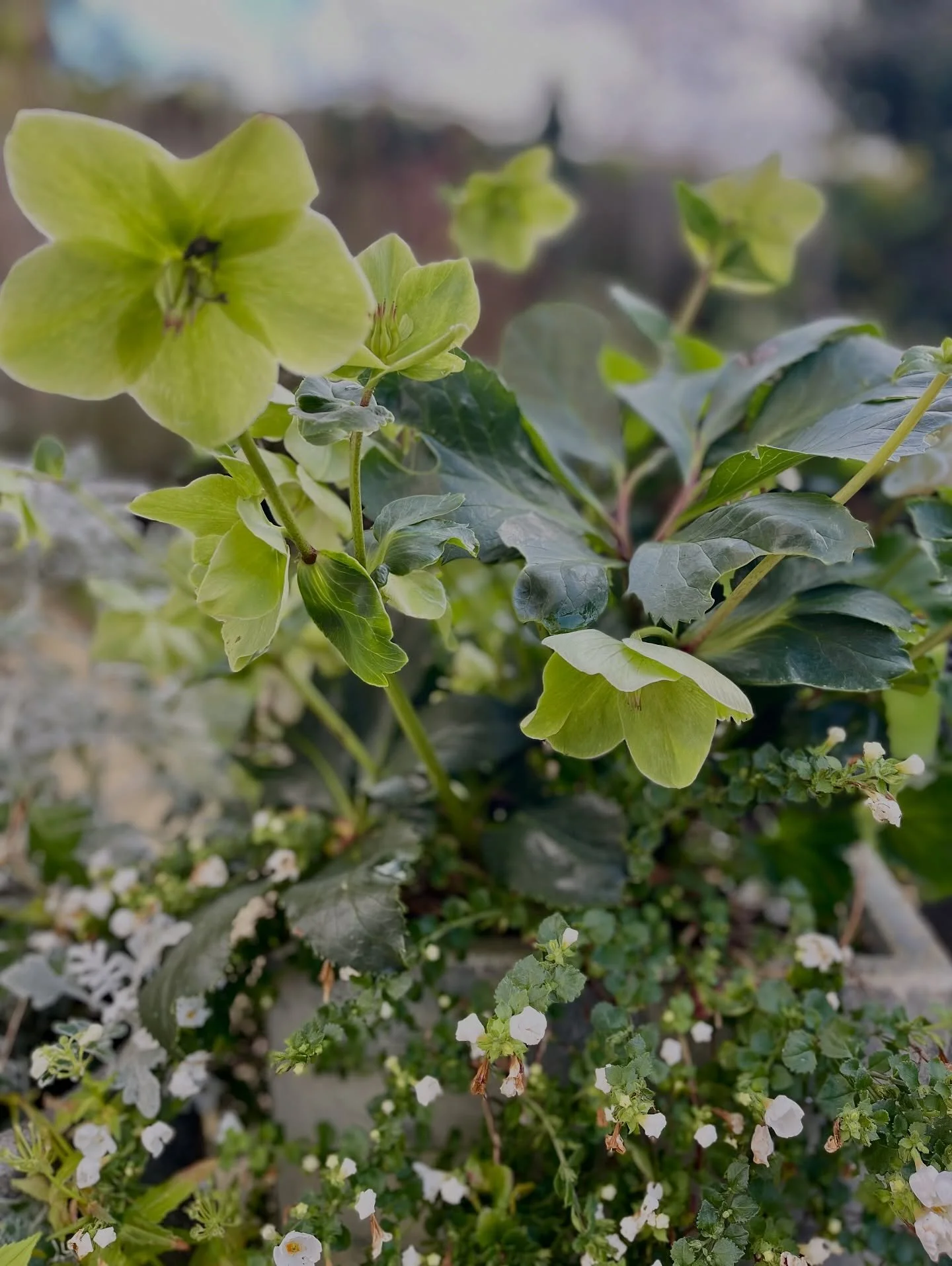 Winter Hellebore Glow

Helleborus &times; hybridus bringing fresh colour to the garden even in the coldest months. I love how these soft green blooms brighten the winter borders or containers and carry the season with so much elegance and calm.

#Hel