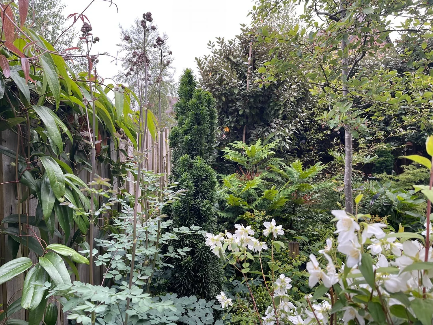 Cloud Dancer: Pantone’s 2026 Colour of The Year and How To Use It In Your Garden