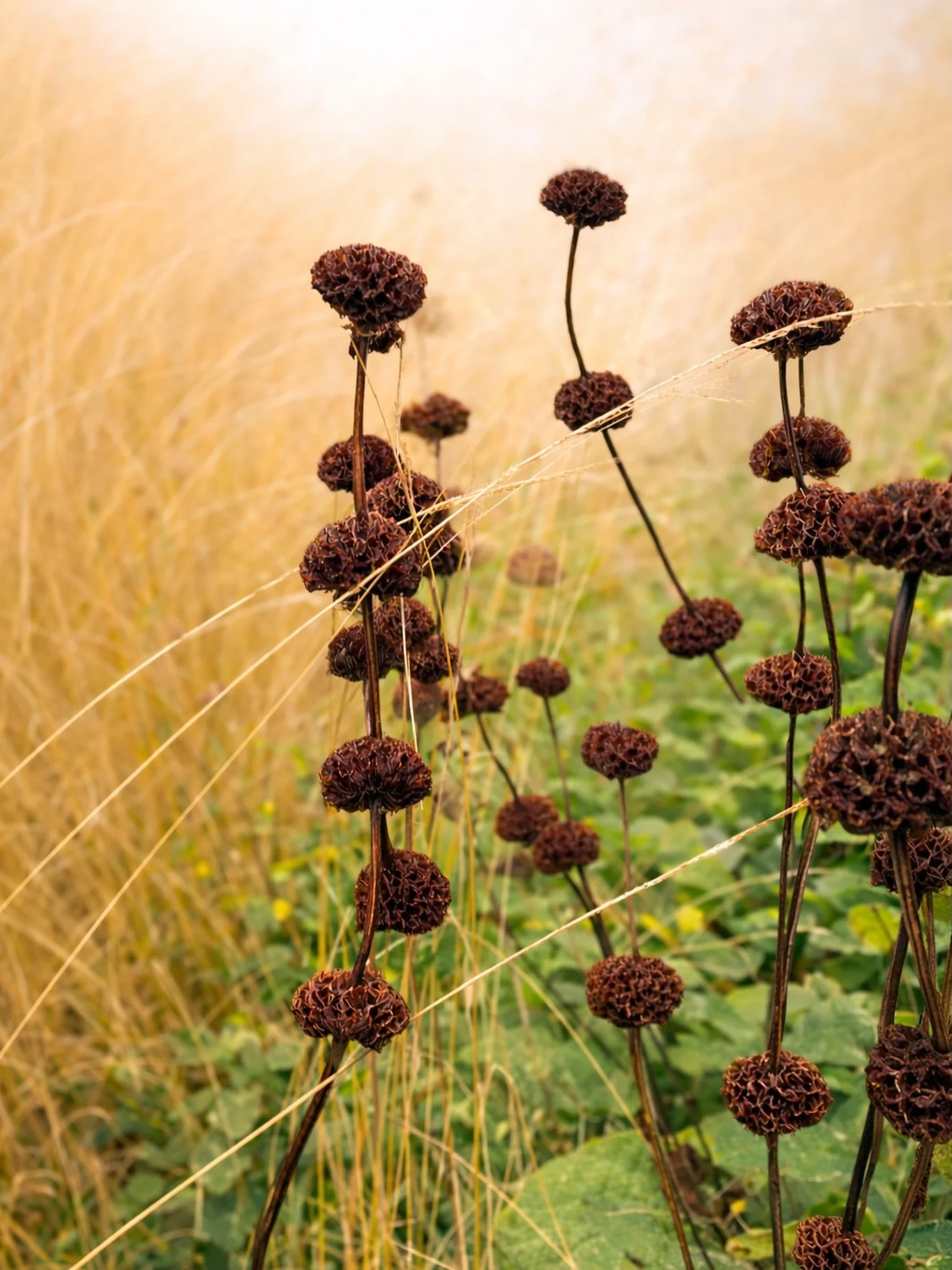 Seasonal change captured in form.

Dried seed heads weave through surrounding grasses, celebrating texture, structure, and the quiet beauty of seasonal transition. The focus is on form and repetition, showing how plants continue to offer visual inter