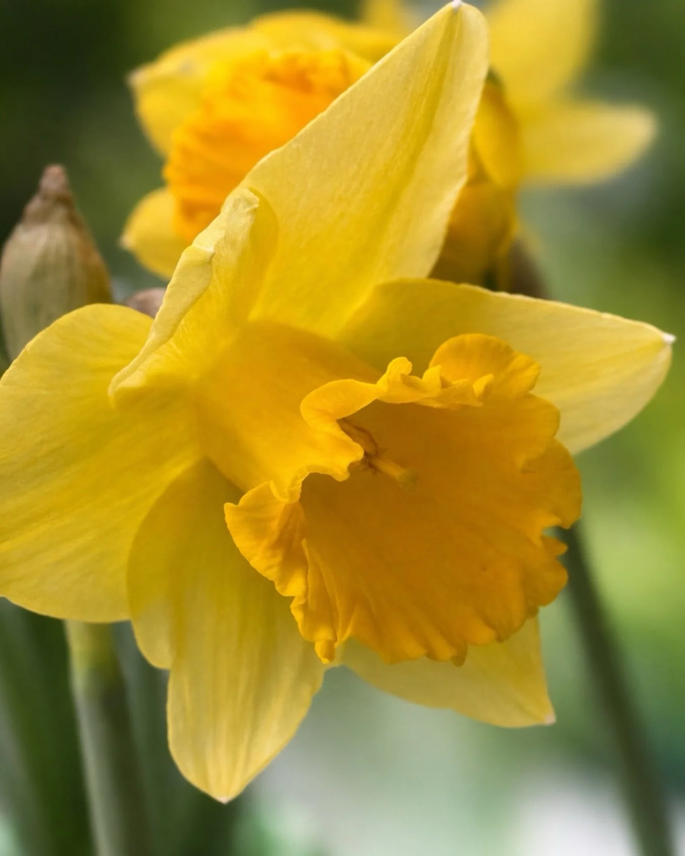 The older I get, the more I appreciate daffodils.

They&rsquo;re often the first real sign that the garden is waking up again after winter. Simple, bright and quietly optimistic.

A small signal that spring isn&rsquo;t far away.