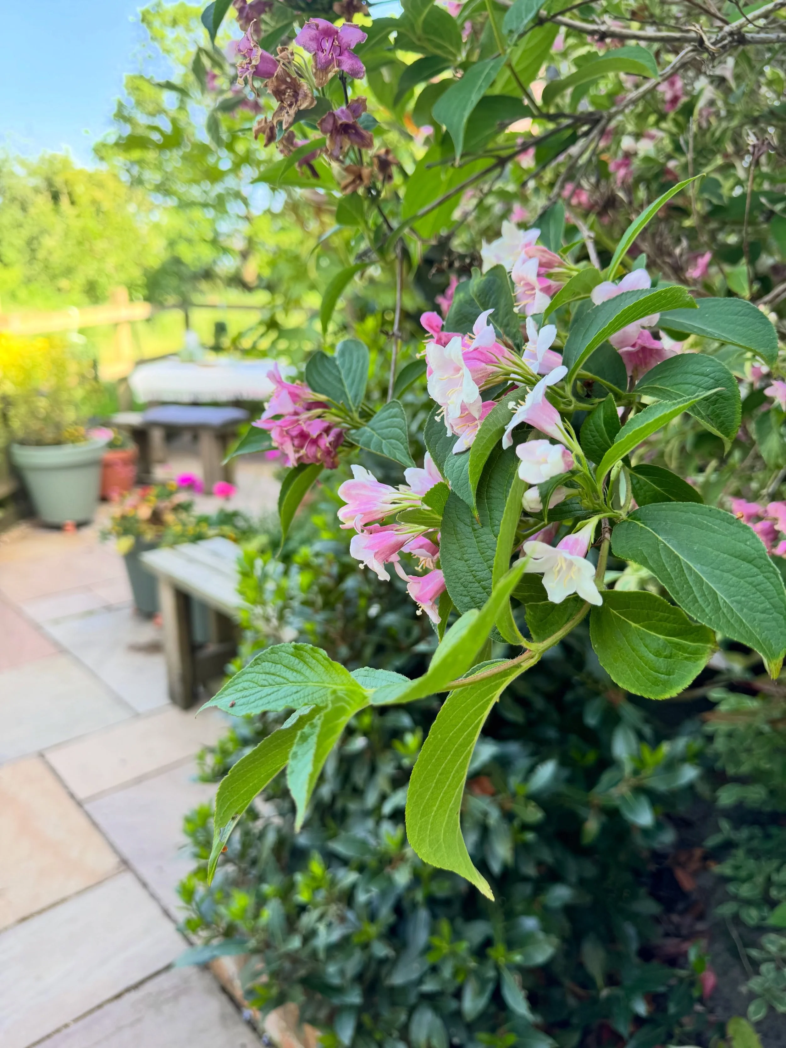 Weigela season and soft evening sun 🌸
