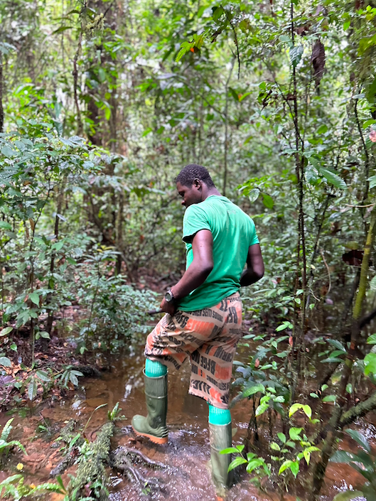 Rainforest environment in Sapo National Park Liberia