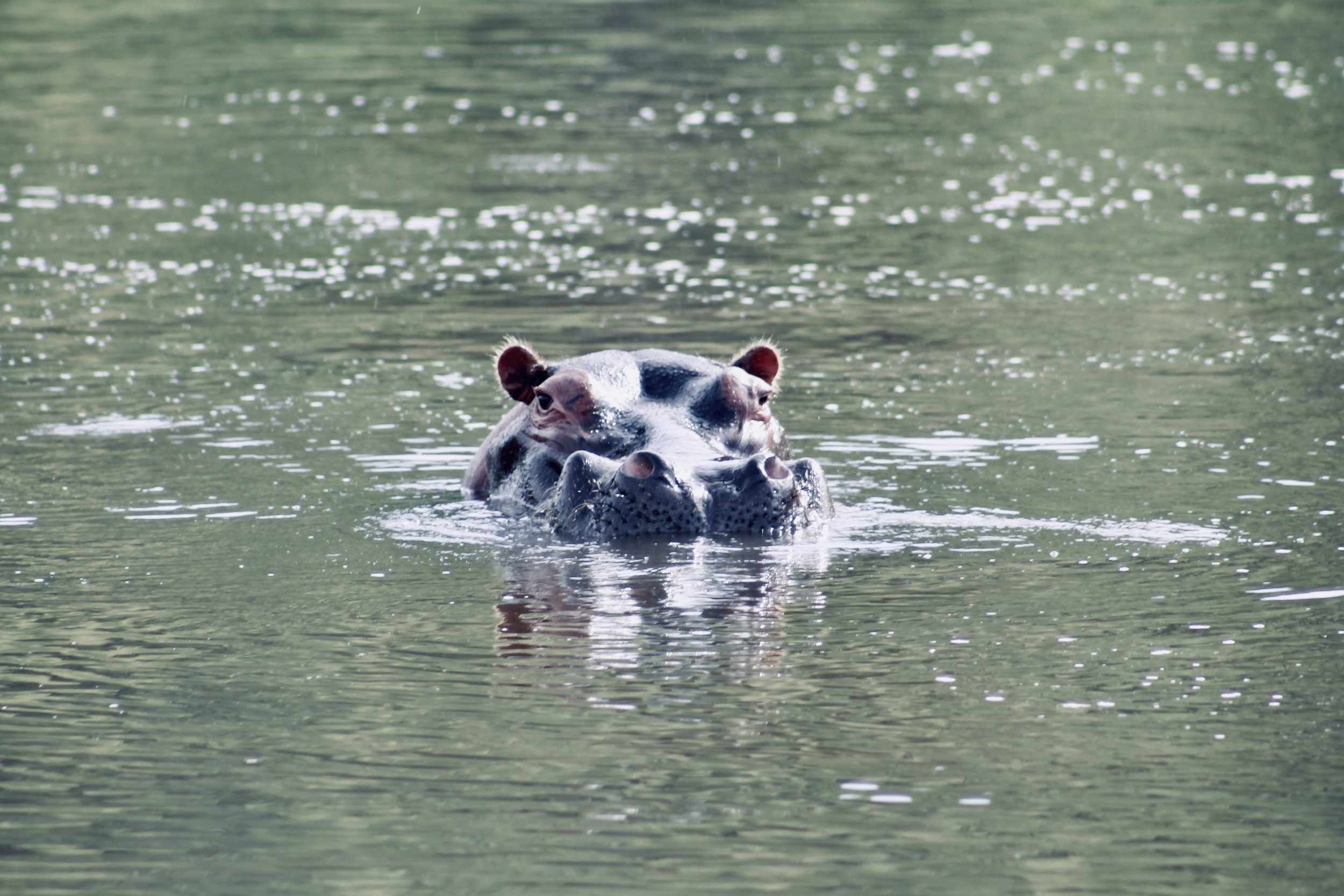 A hippopotamus partially submerged in water with only its head visible.