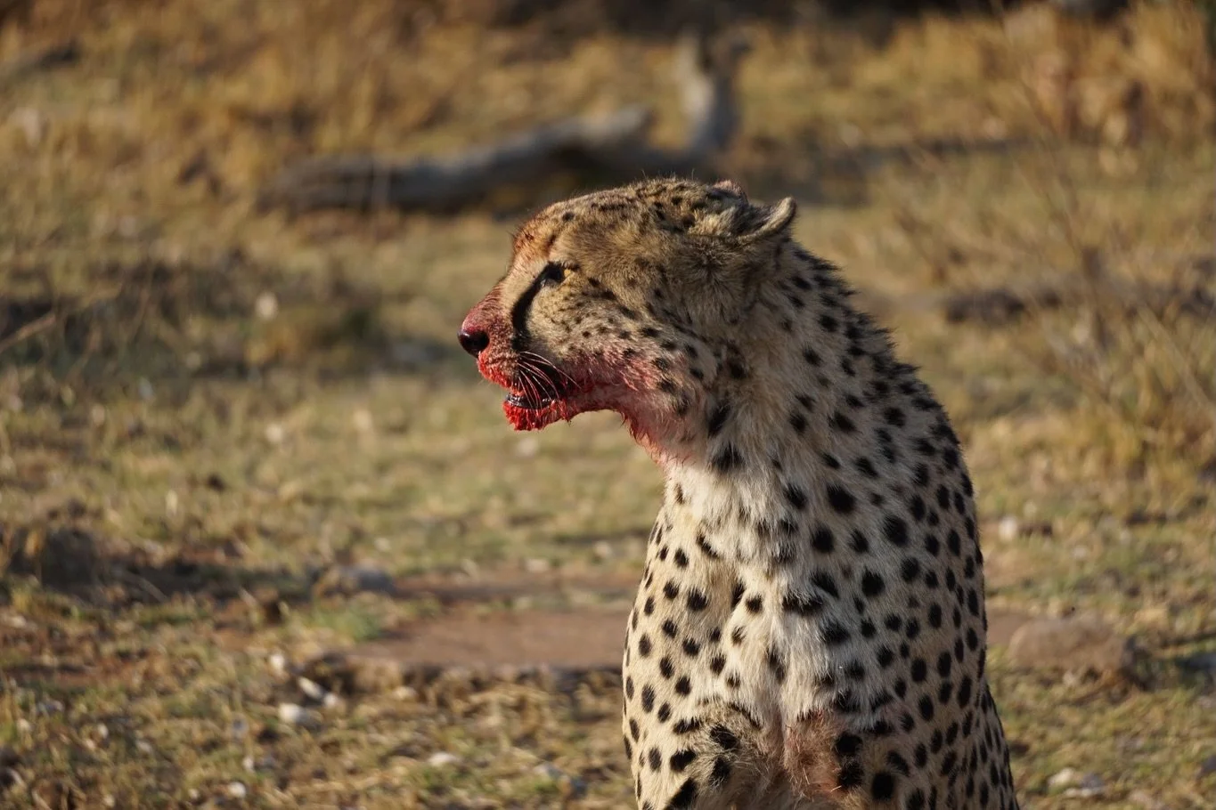 Wildlife encounters should feel personal.

At Morala Lodge, every sighting is shared only with your group. 

Experience it privately. Enquire via the link in bio.

#MoralaLodge #PrivateSafari #WelgevondenReserve #LuxurySafariSouthAfrica #ExclusiveUse