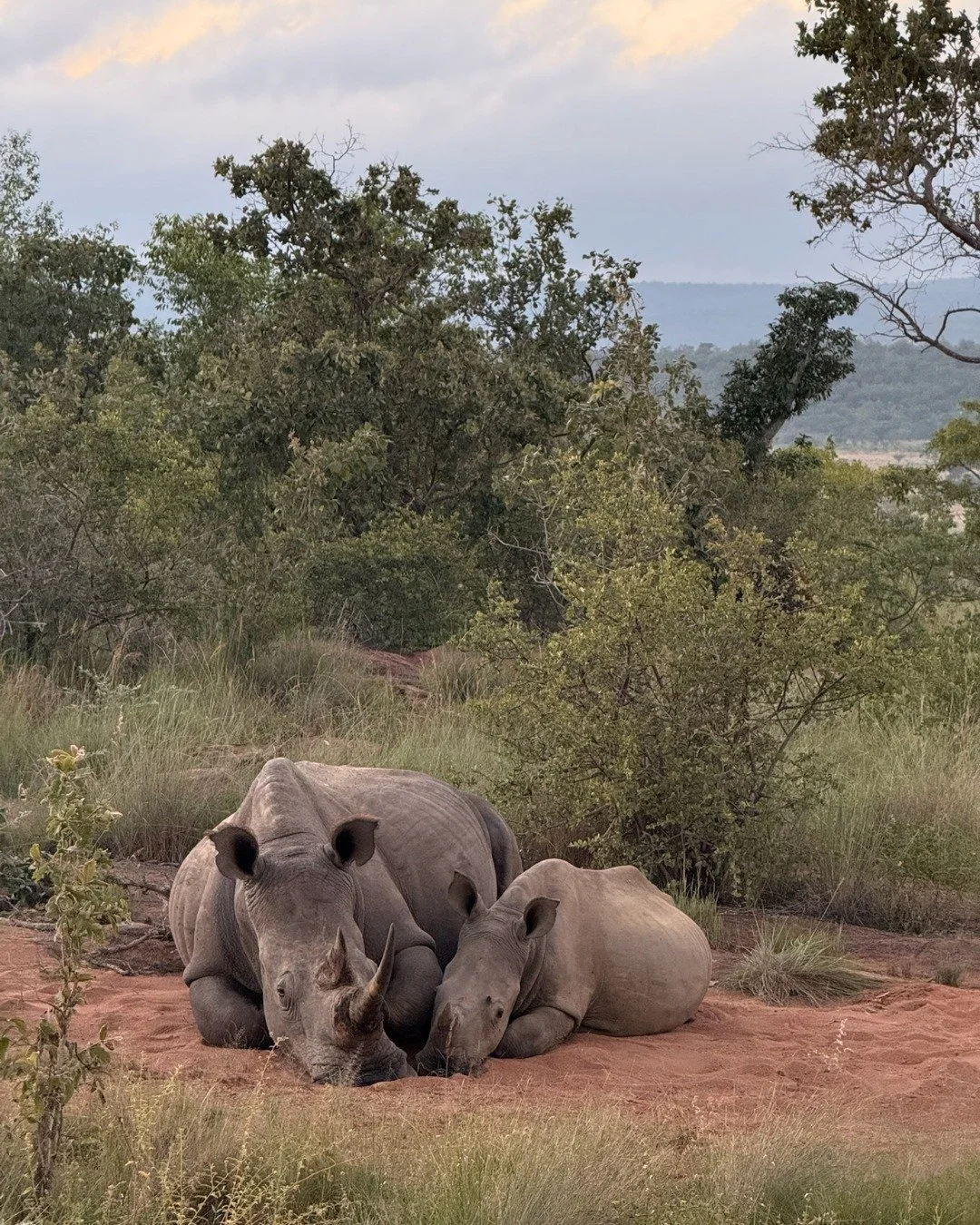 Among the golden grasses, a rhino and her baby pauses... A rare and powerful reminder that some of the wild&rsquo;s greatest giants still need our protection.

Get in touch to plan your family stay: info@moralalodge.com

#MoralaLodge #PrivateSafari #