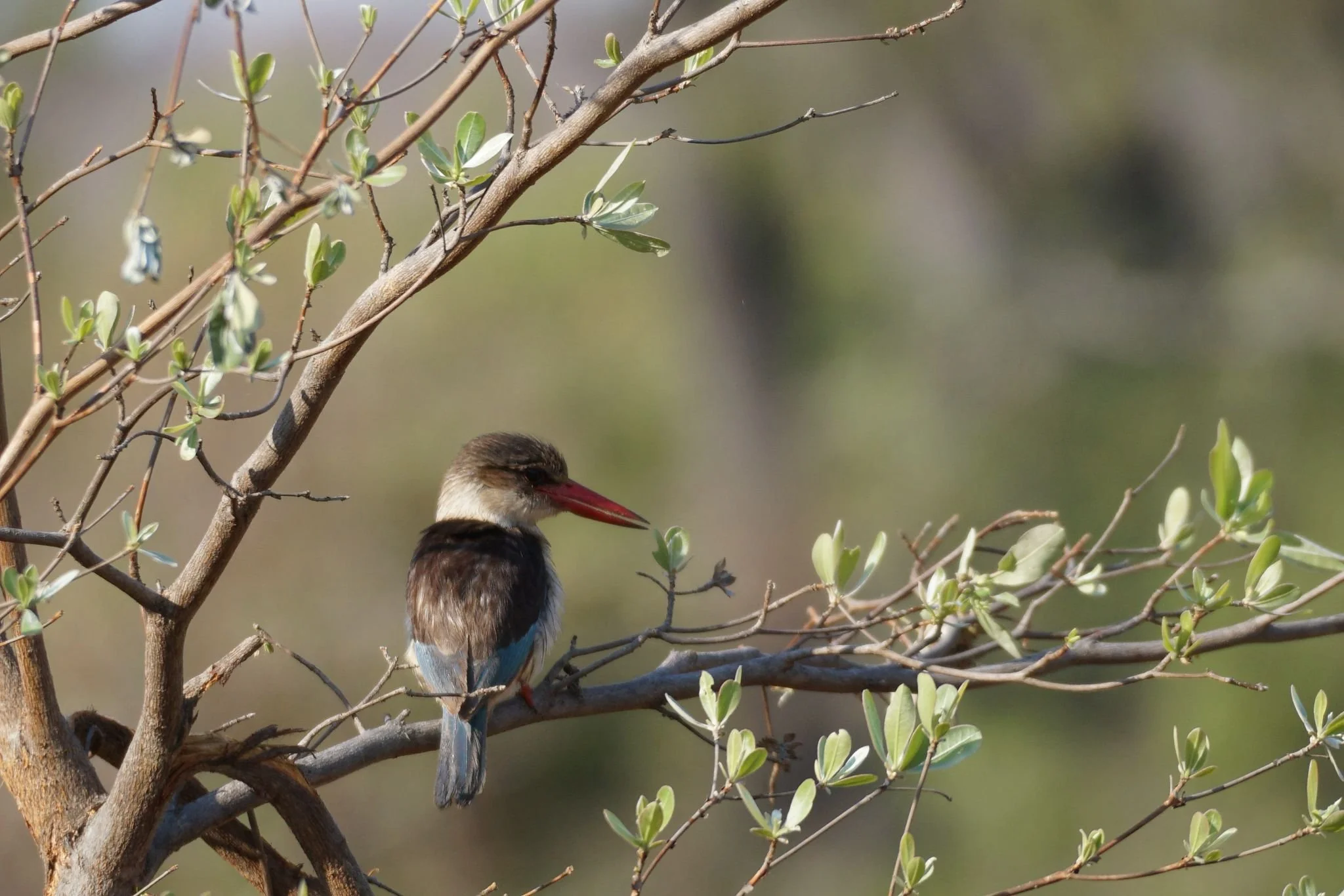 A bird perched on a branch surrounded by small green leaves, with a blurred natural background.