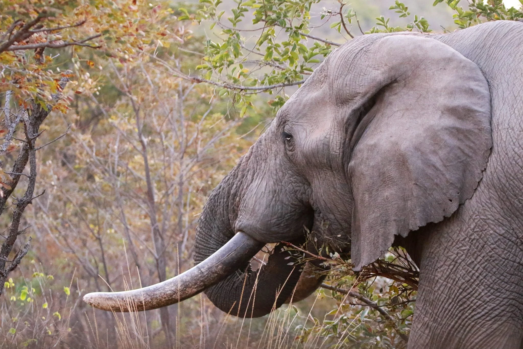 An adult elephant with large ears and a long trunk, surrounded by bushes and trees, in a natural habitat.