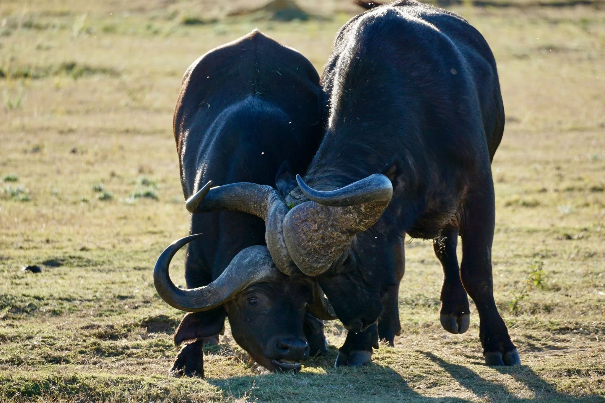 Two large African buffaloes with dark black coats and curved horns are fighting each other in a grassy plain.